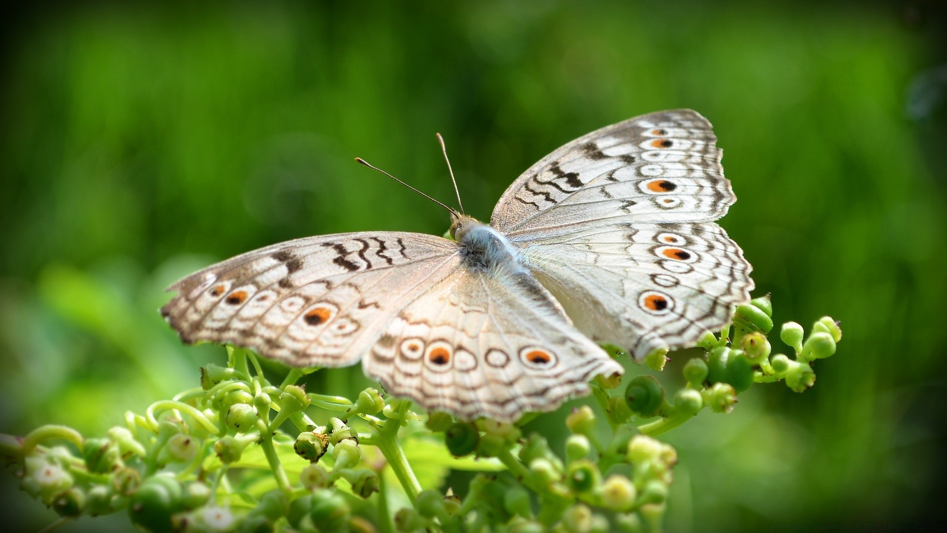 borboleta natureza inseto asa animal ao ar livre vida selvagem verão jardim bonita pouco lepidoptera selvagem close-up flora antena desktop brilhante cor flor