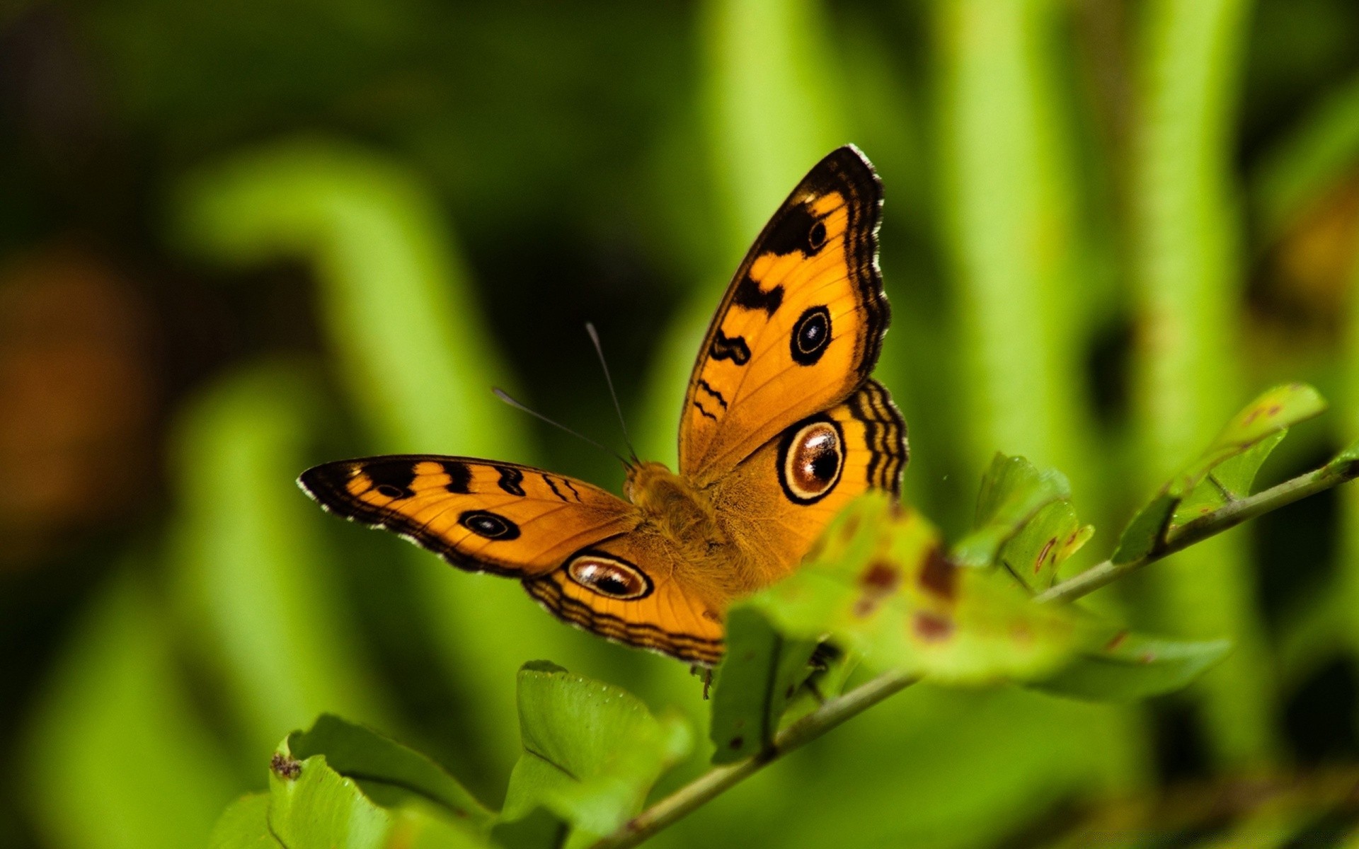 farfalla natura insetto fauna selvatica animale estate all aperto foglia biologia ala giardino selvaggio vivid piccolo colore