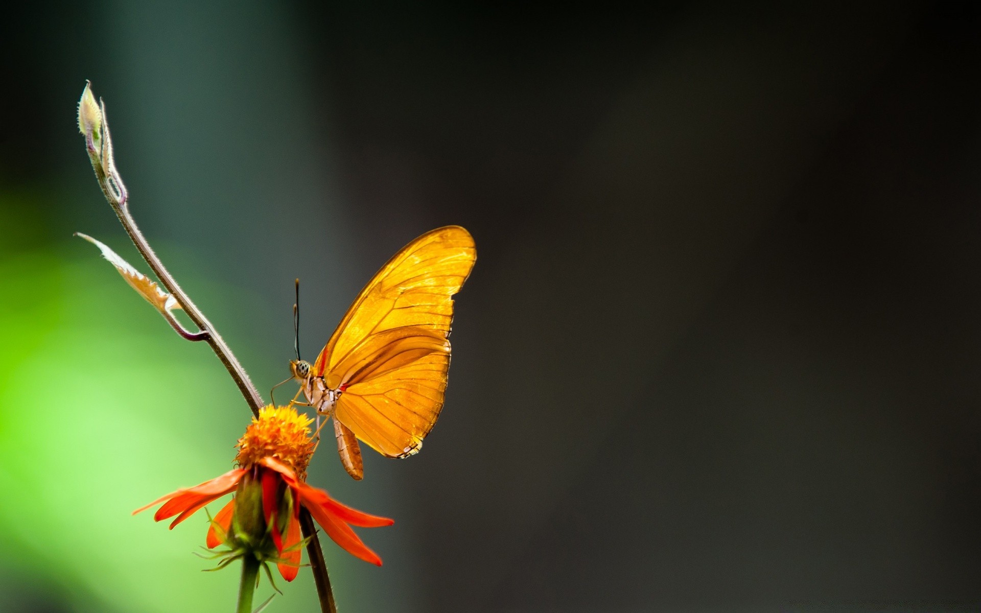 butterfly insect nature flower outdoors invertebrate wildlife delicate summer leaf