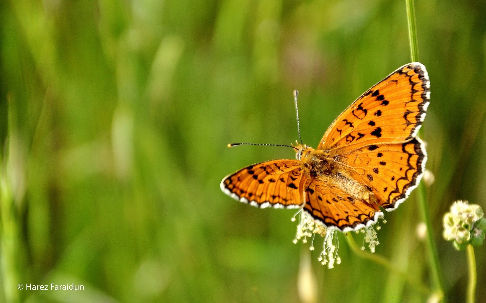 motyl natura owad lato trawa na zewnątrz ogród zwierząt dzikiej flory jasny liść sianokosy małe skrzydło dziki kolor latać kwiat