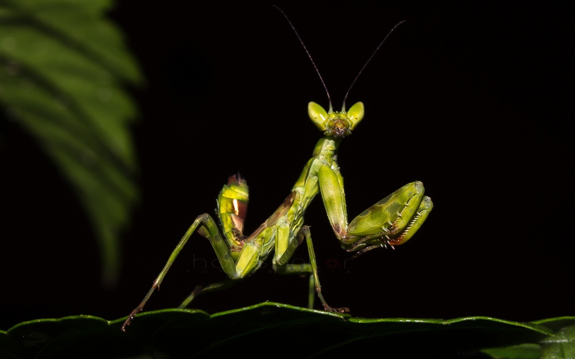 insects invertebrate insect mantis grasshopper antenna wildlife one locust leaf pest biology animal outdoors fly nature dragonfly cricket spider side view