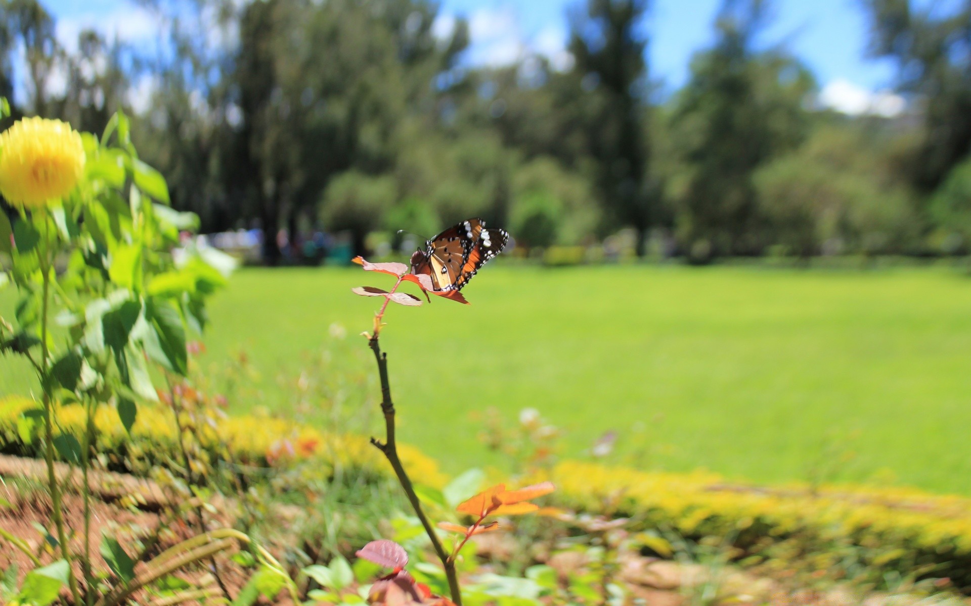 borboleta natureza grama ao ar livre verão bom tempo flor paisagem folha feno árvore rural campo