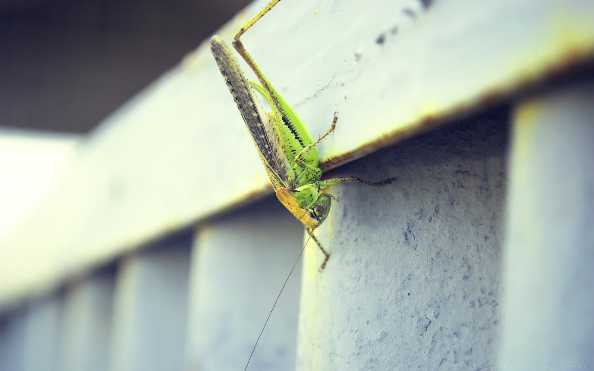 insetti insetto sfocatura invertebrati natura singolo all aperto estate animale strada fauna selvatica