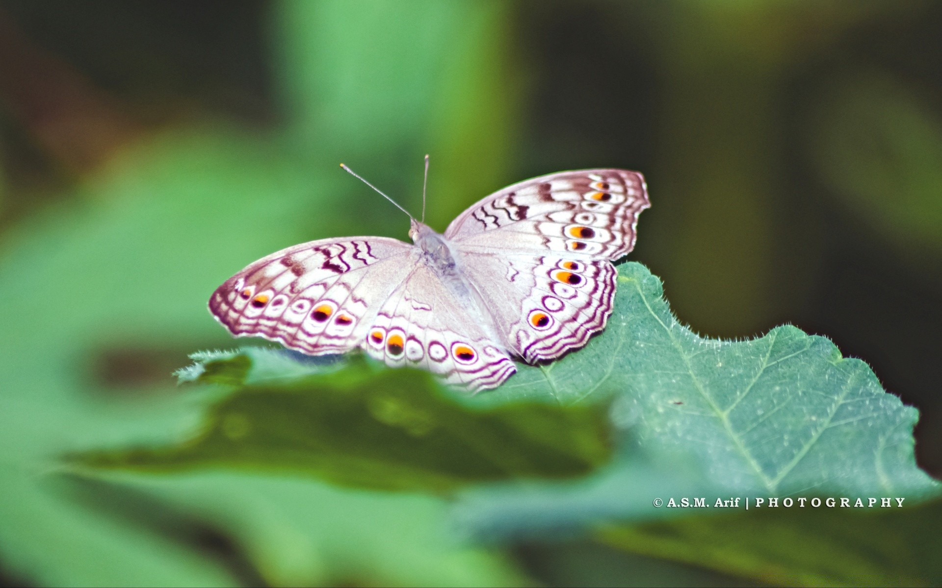 papillon insecte nature à l extérieur la faune aile été animal invertébrés feuille papillon biologie lépidoptères flore jardin petit lumineux délicat gros plan