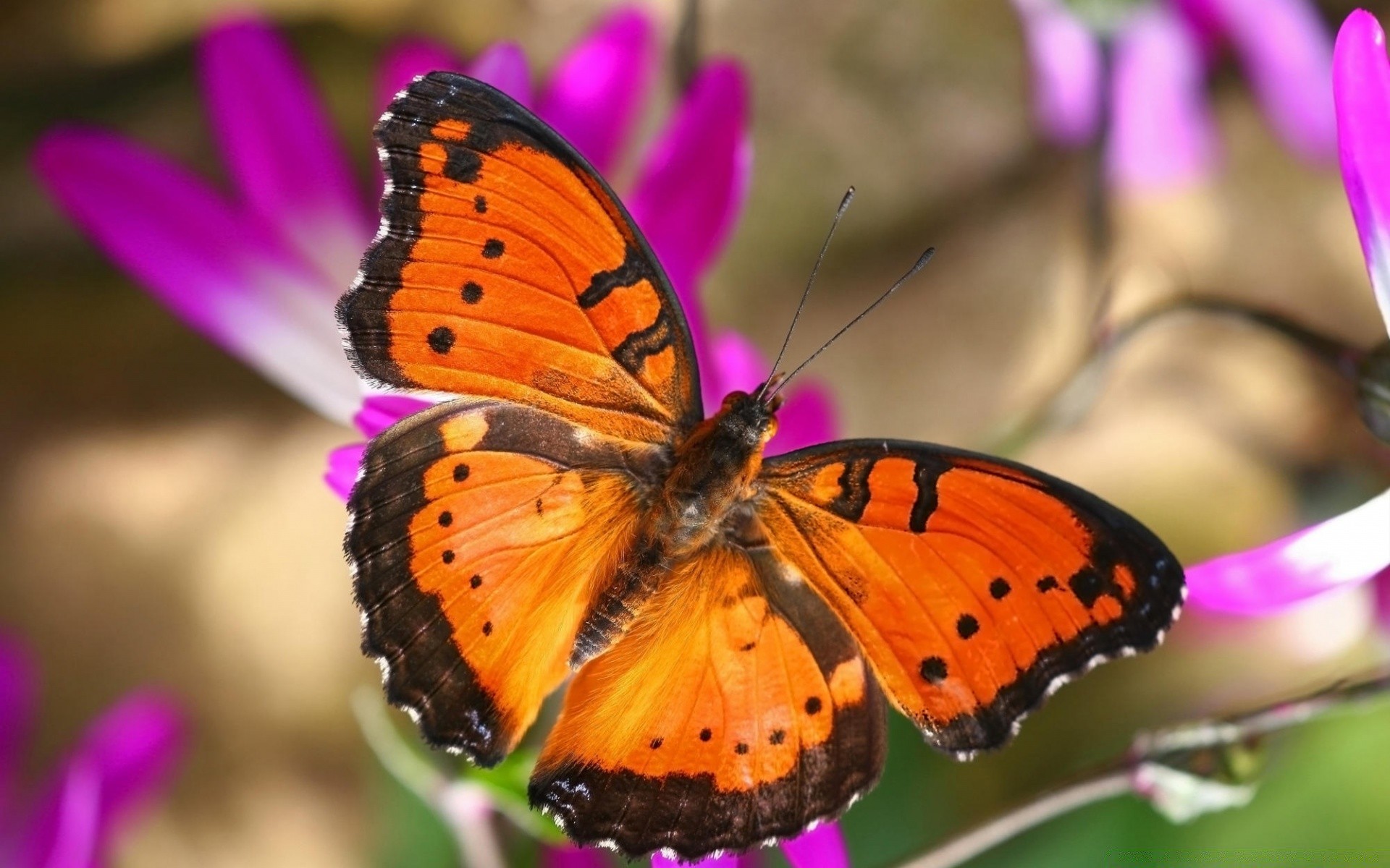 borboleta inseto natureza flor invertebrados ao ar livre jardim verão cor vida selvagem bela flora asa lepidoptera brilhante voar animal biologia folha