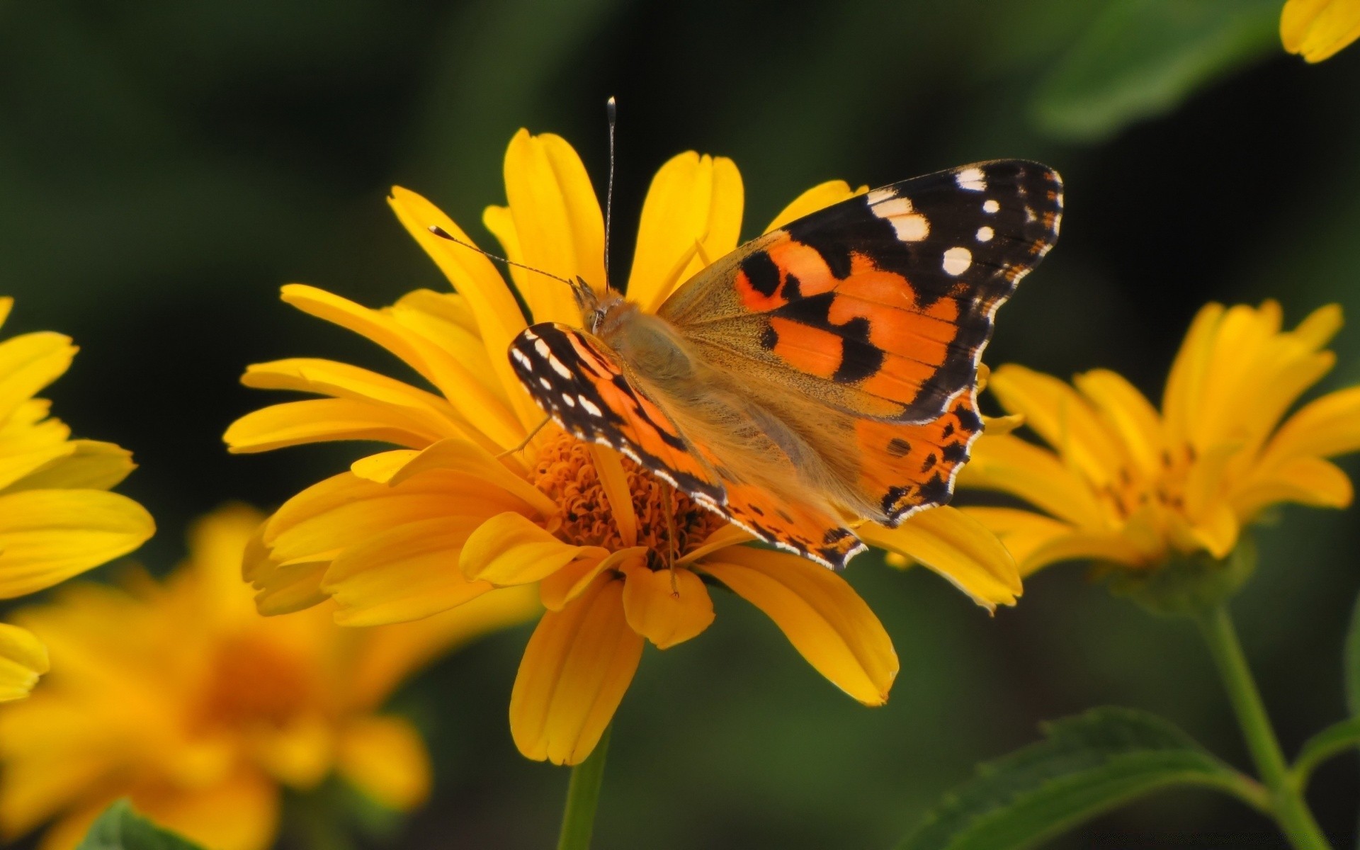 papillon nature insecte été fleur à l extérieur jardin flore lumineux feuille pollen couleur beau temps délicat belle fermer sauvage nectar la faune