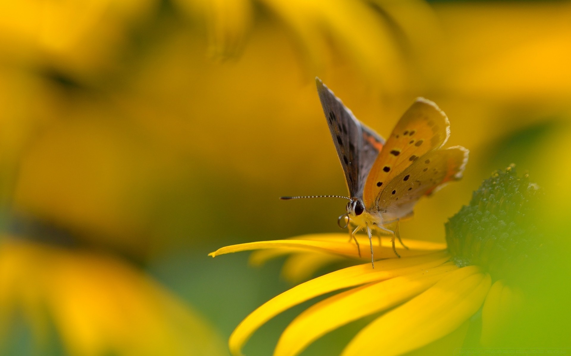 insekten natur schmetterling insekt blume sommer hell im freien farbe blatt flora garten gutes wetter schließen unschärfe