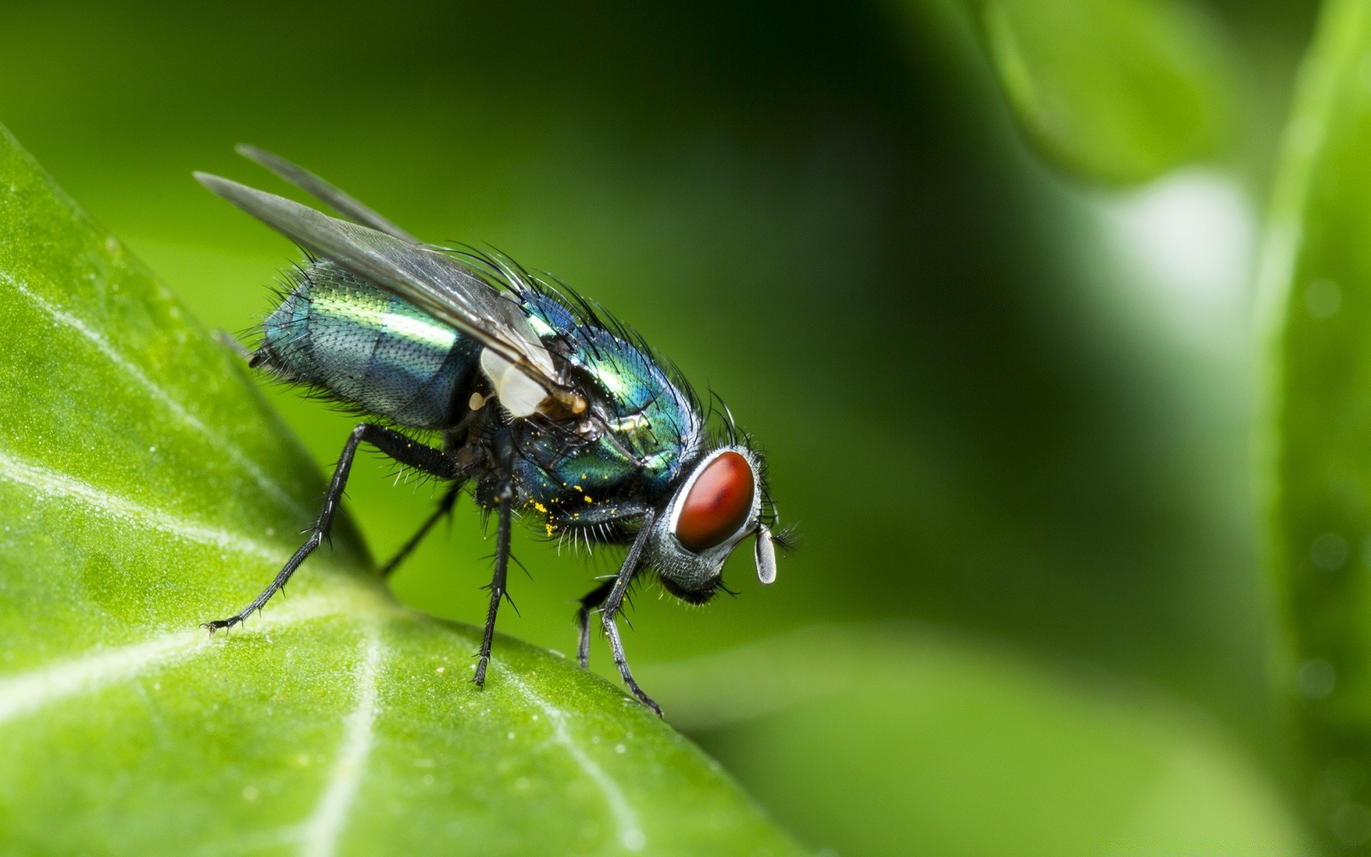 insekten natur insekt blatt fliegen im freien wenig tierwelt tier