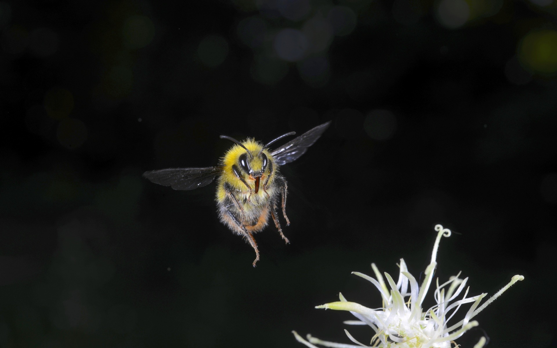 insetti insetto natura fauna selvatica all aperto ape fiore animale invertebrati farfalla selvaggio giardino ala