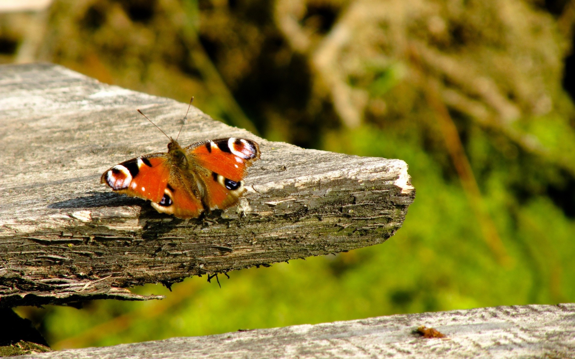 insekten natur tierwelt im freien tier holz vogel wild schließen insekt