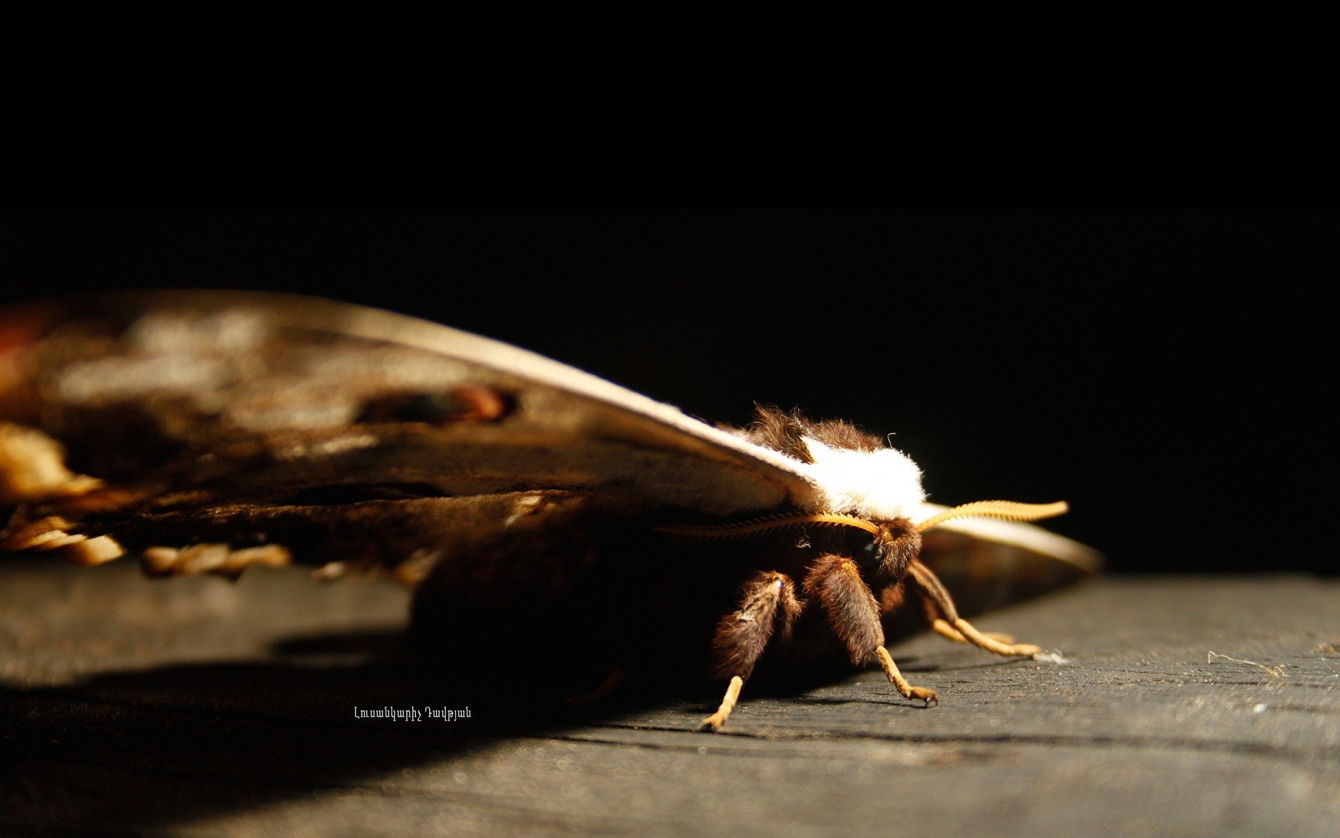 insectos insecto naturaleza oscuro invertebrados uno vida silvestre madera