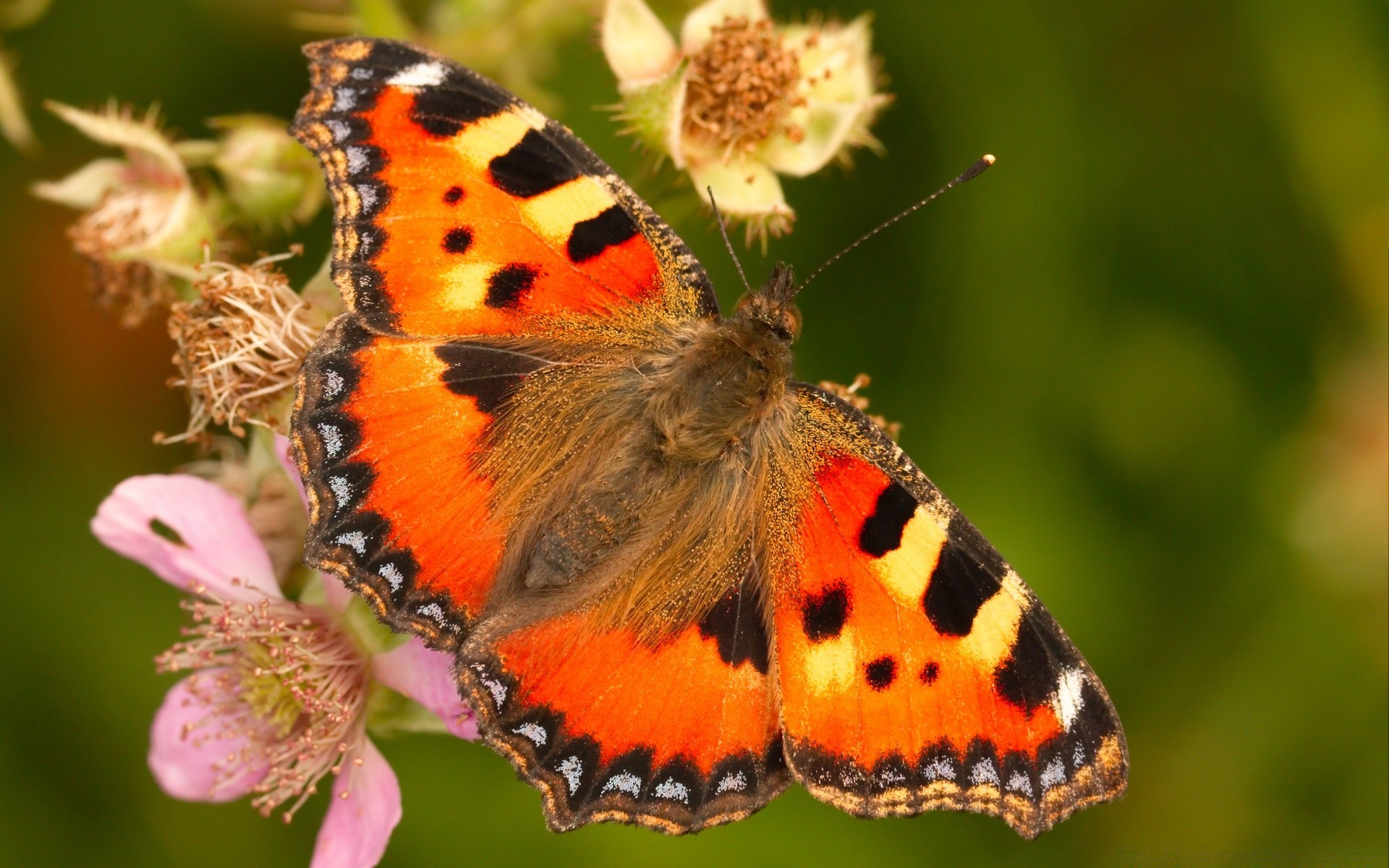 butterfly nature insect summer flower