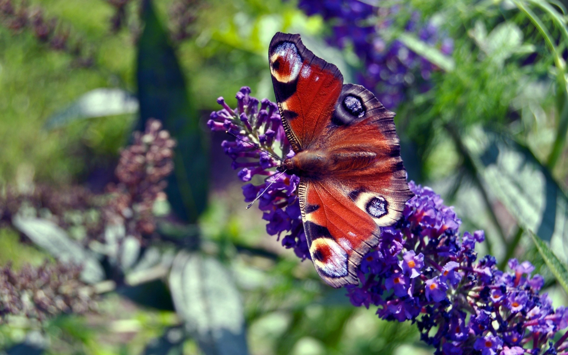 borboleta natureza flor inseto ao ar livre jardim flora verão folha cor vida selvagem selvagem animal asa bela delicada invertebrado floral monarca