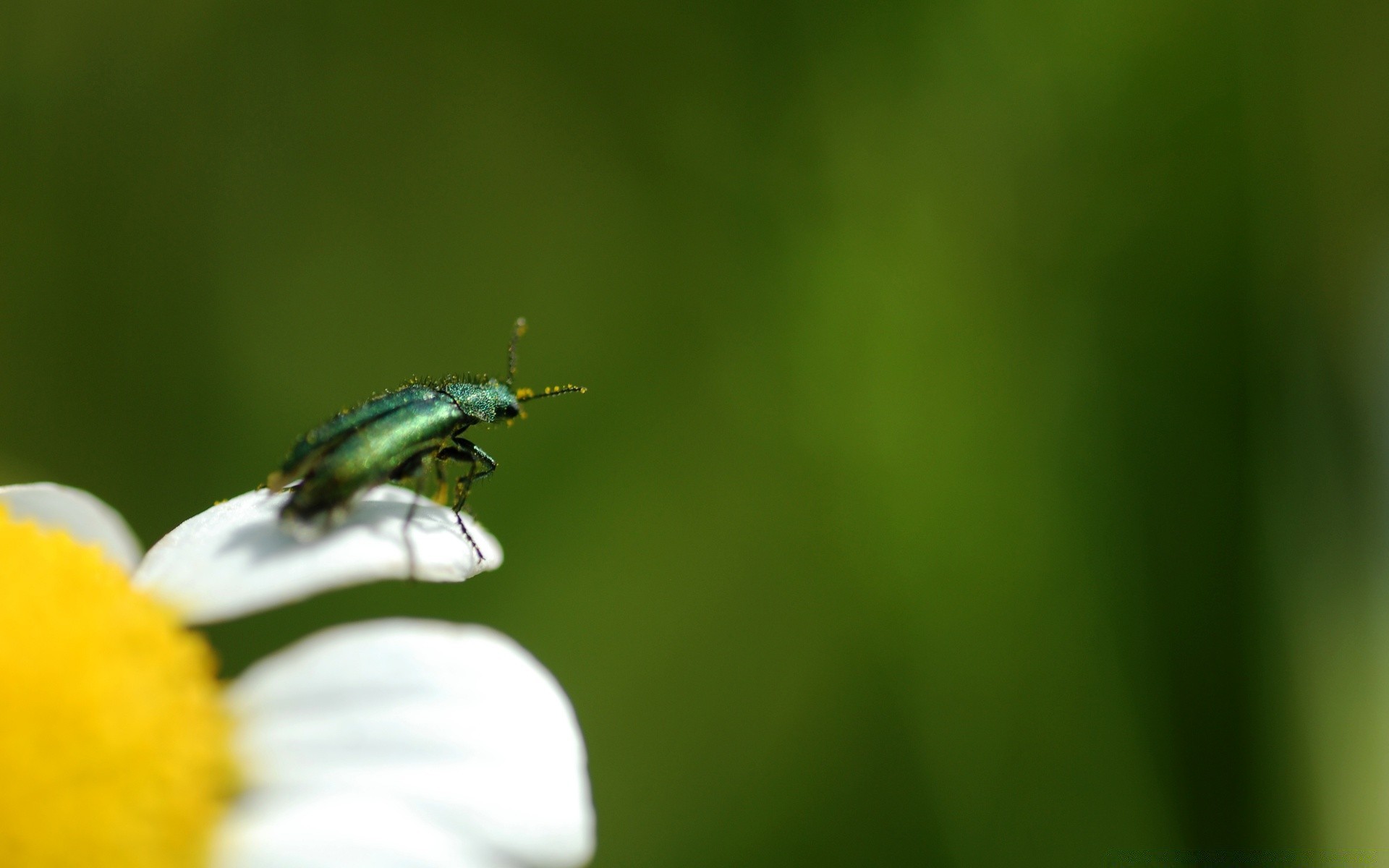 owady natura owad liść rozmycie lato na zewnątrz przyroda mało