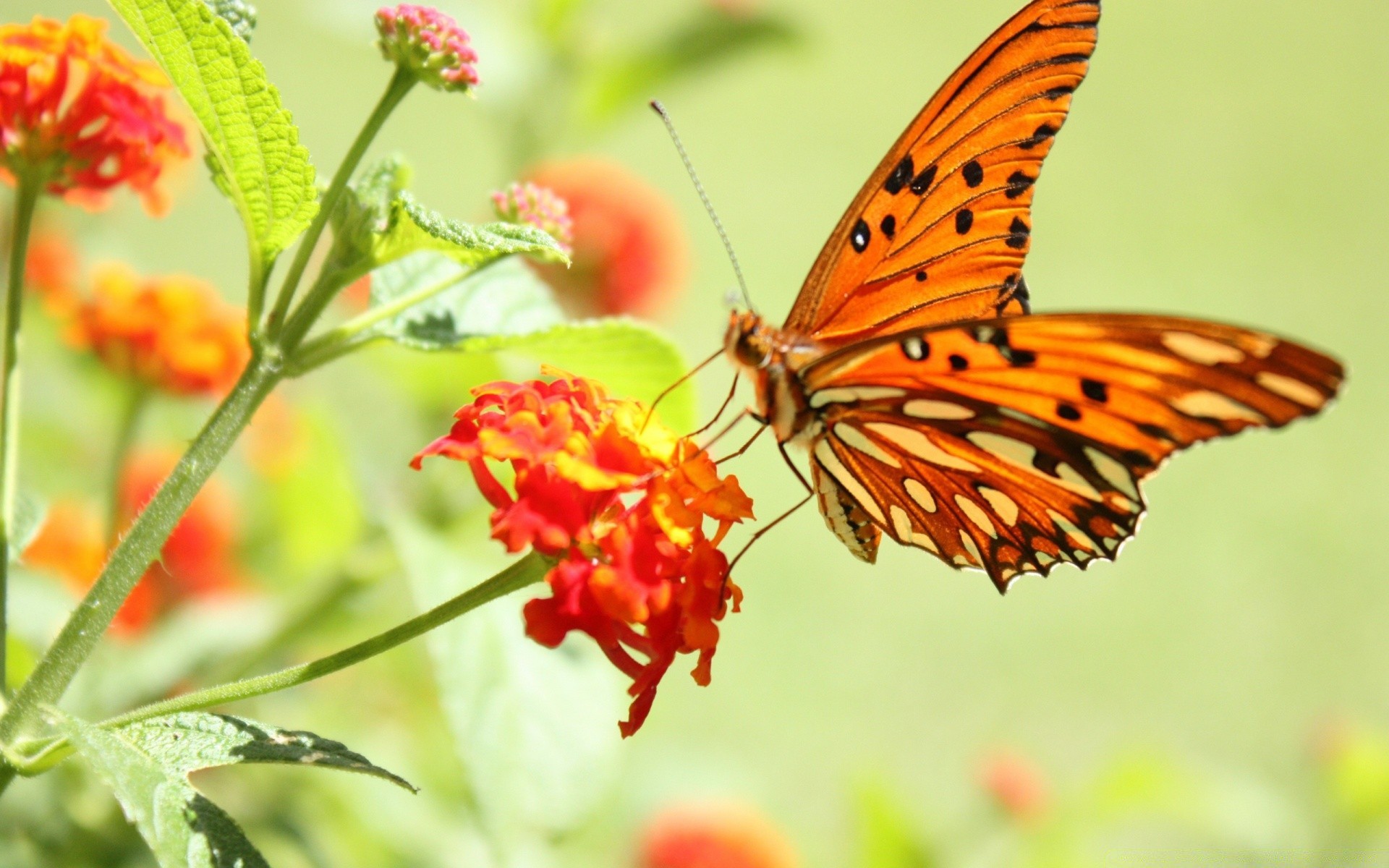 butterfly nature insect summer outdoors flower leaf flora bright wildlife garden delicate beautiful color tropical wild biology wing fair weather