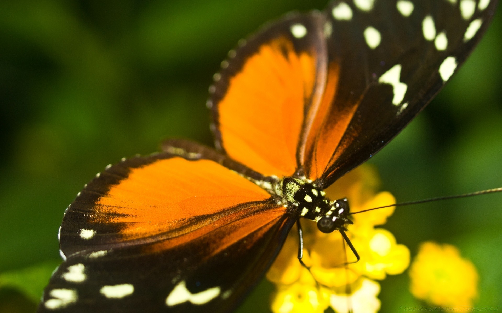 motyl owad natura dzika przyroda na zewnątrz bezkręgowce lato skrzydło zwierzę lepidoptera antena jasny entomologia liść ćma monarcha delikatny mało latać