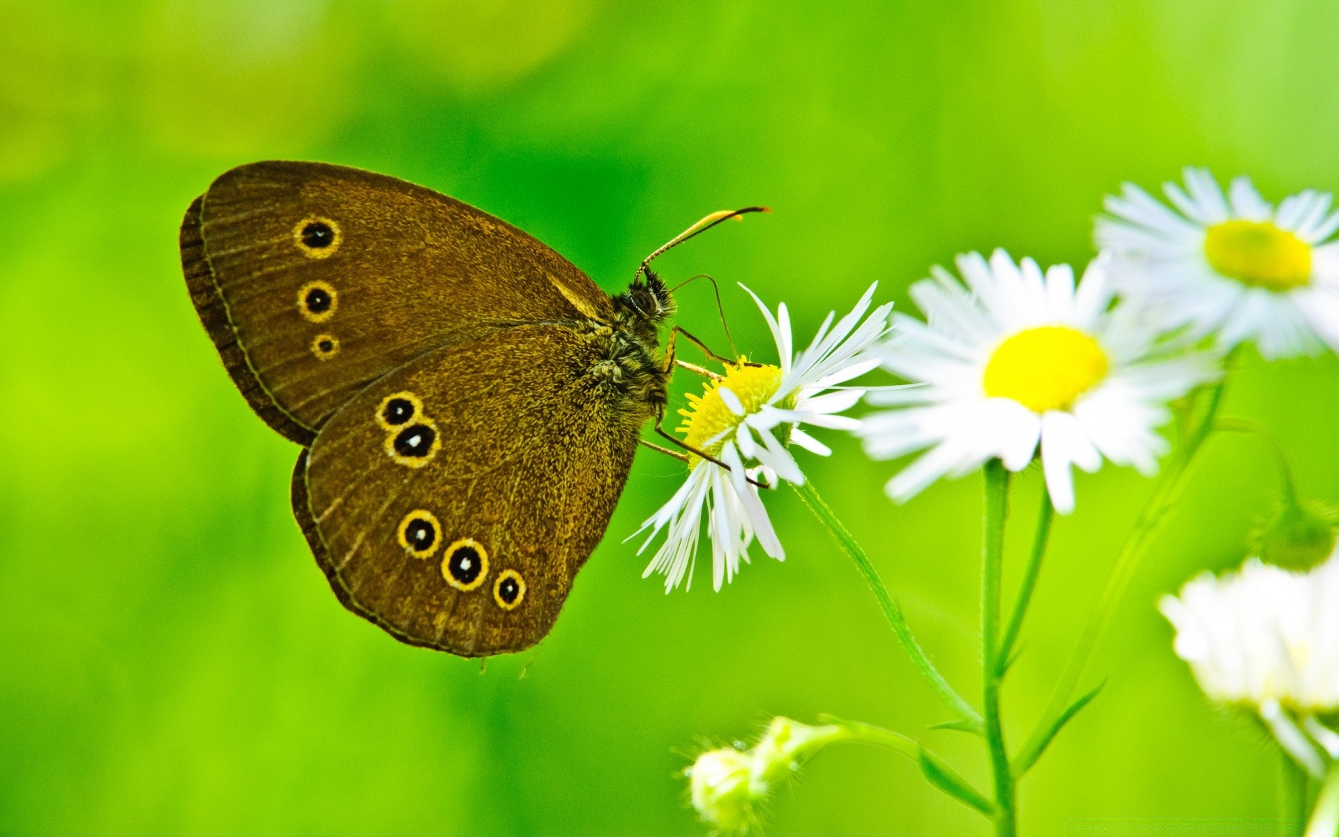 borboleta natureza inseto verão folha exterior flora