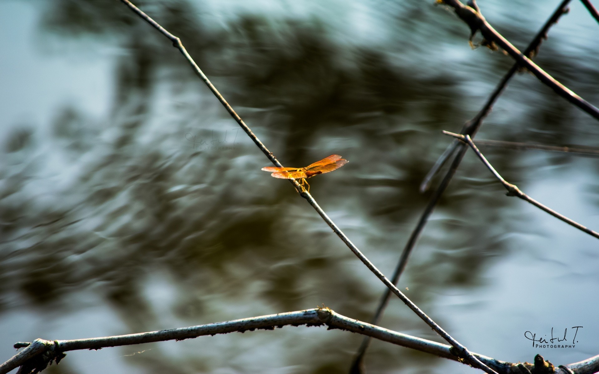 insekten natur im freien baum winter zweig himmel vogel holz dämmerung park gutes wetter blatt