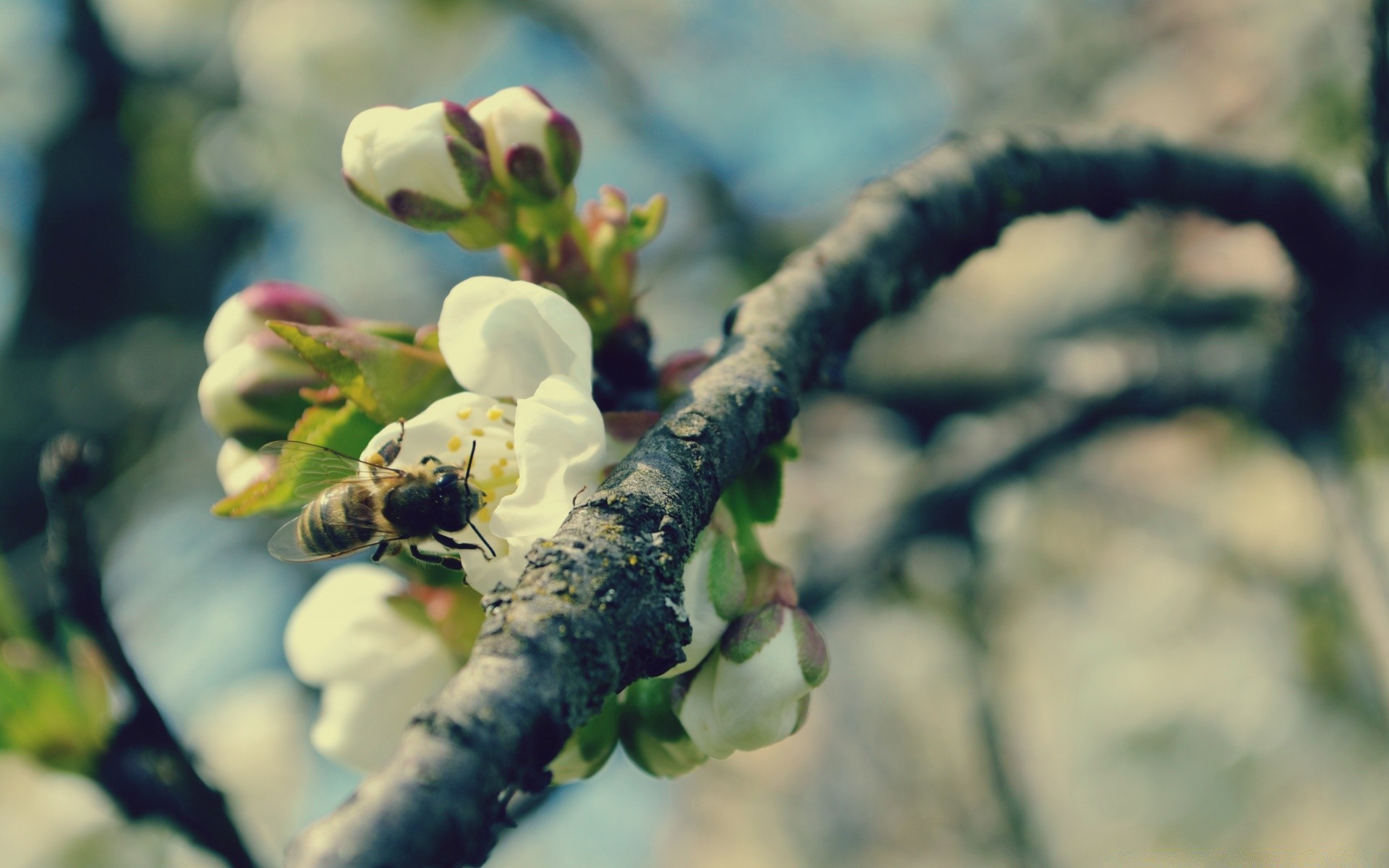 insectes fleur arbre nature à l extérieur jardin flore feuille branche pomme fruits insecte été bluming