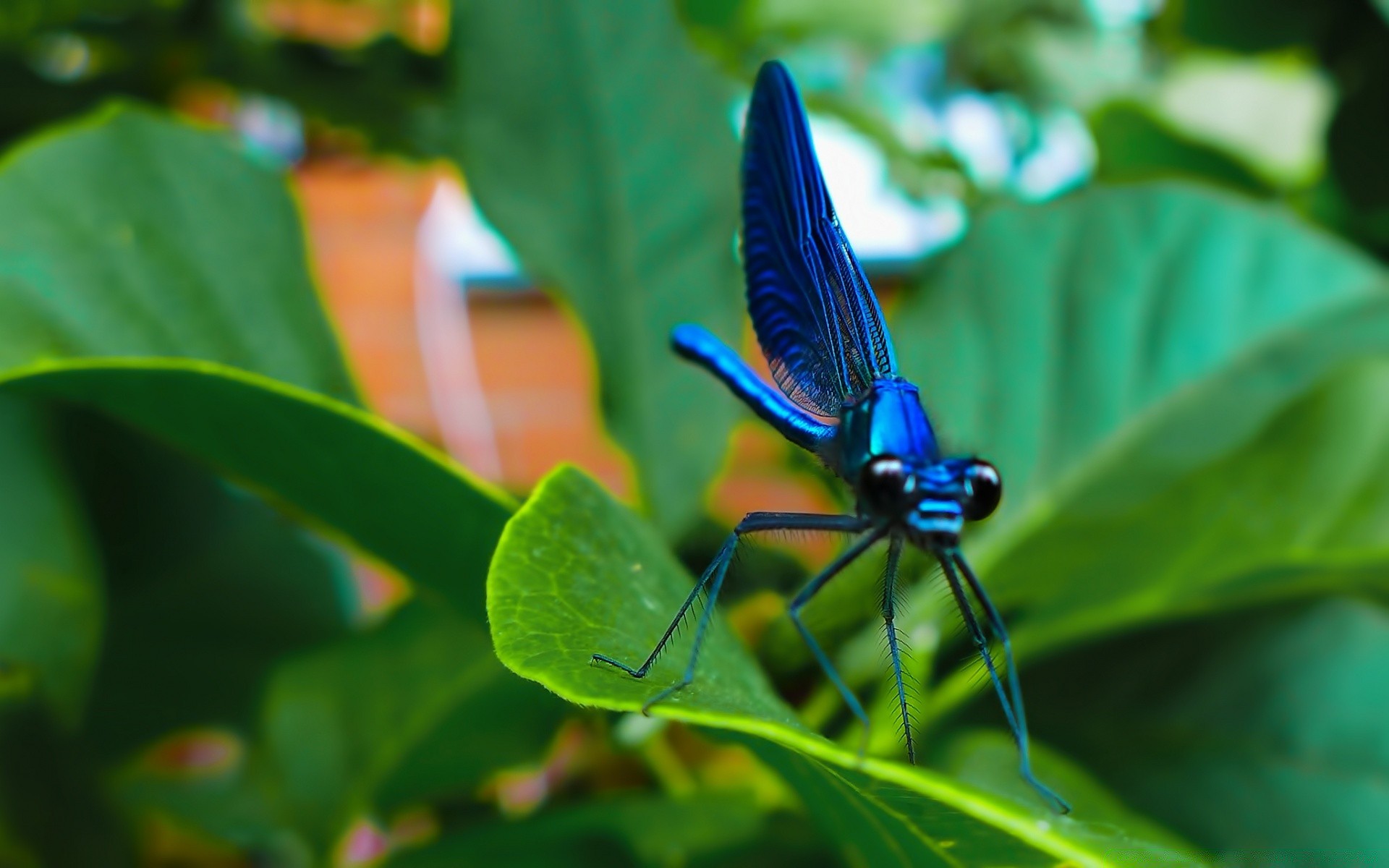 owady natura liść owad lato na zewnątrz dzika przyroda ogród tropikalny flora biologia bezkręgowce środowisko motyl