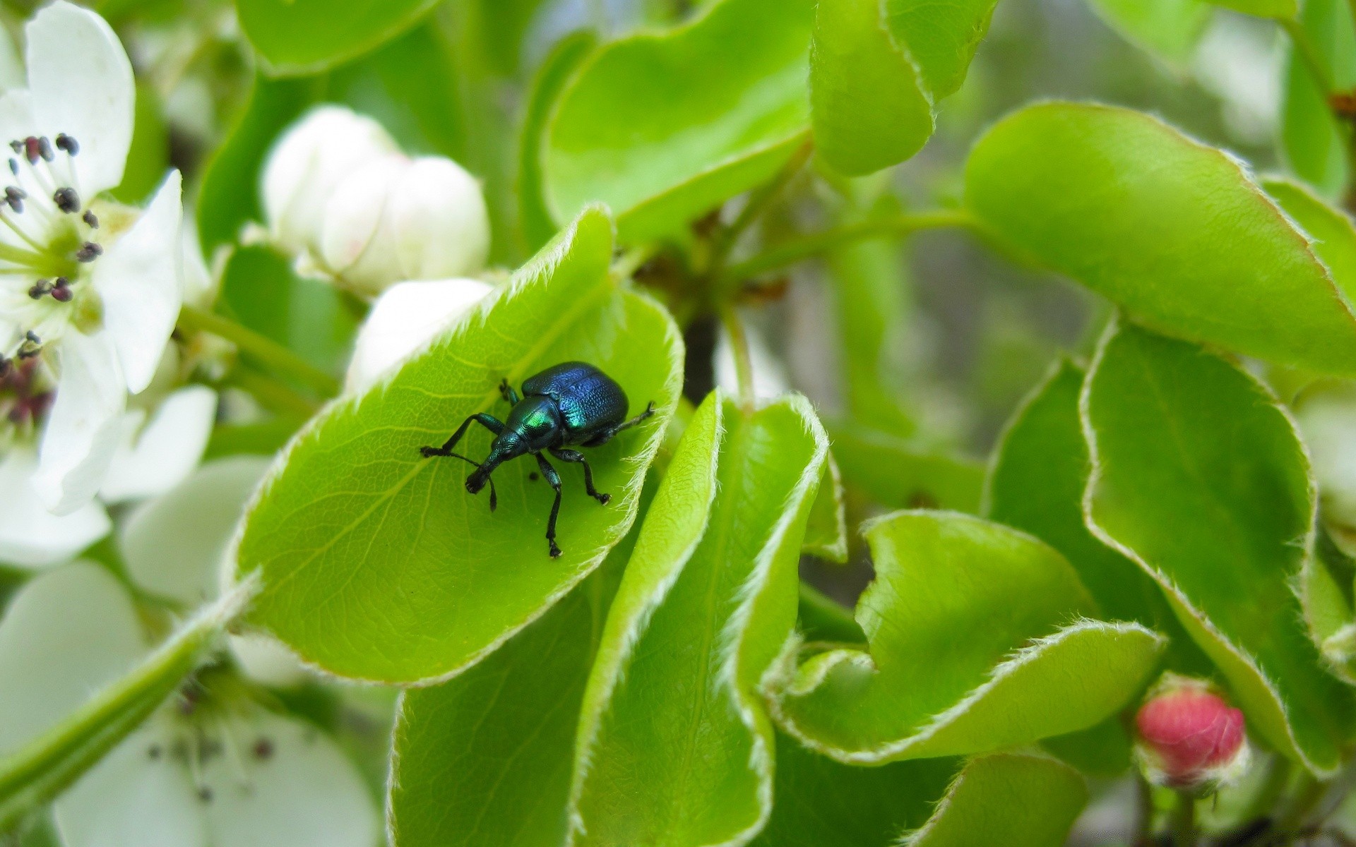 insekten natur blatt flora sommer insekt garten