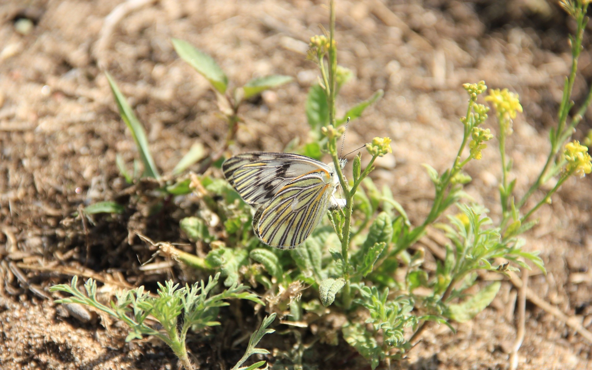 insects nature outdoors summer insect butterfly flora leaf environment little garden soil ground wild close-up ecology fair weather flower biology wildlife