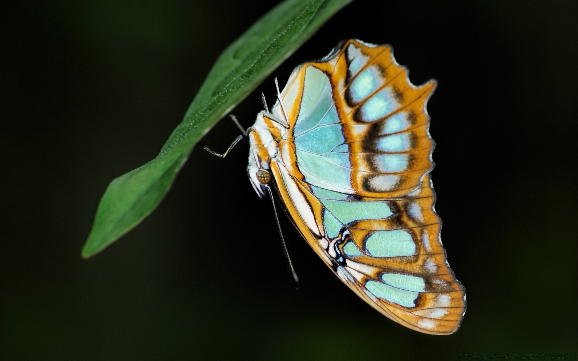 insetti invertebrati insetto farfalla natura fauna selvatica biologia all aperto singolo falena animale