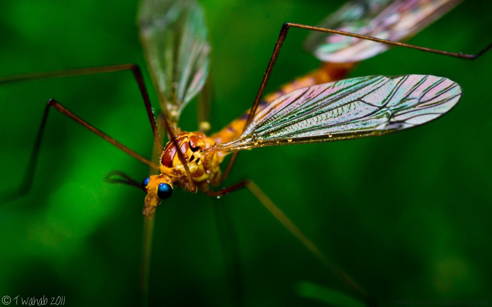 insects insect nature antenna fly invertebrate dragonfly wildlife entomology animal outdoors wing mosquito pest close-up abdomen biology leaf garden grasshopper