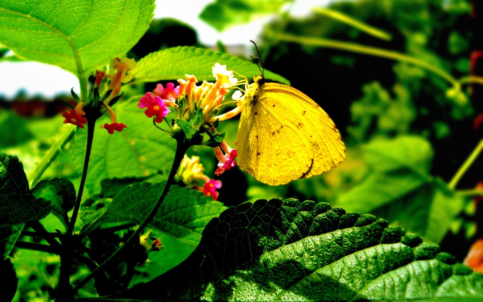 farfalla natura estate foglia insetto flora giardino fiore all aperto colore luminoso bello bel tempo close-up stagione floreale poco biologia selvaggio