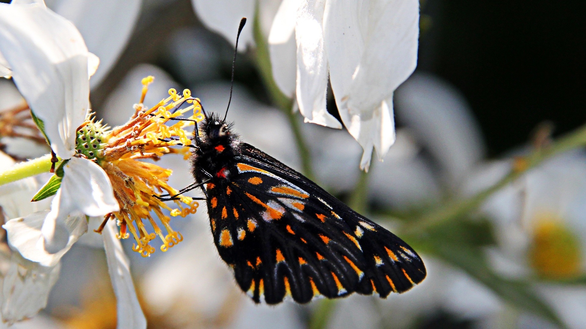 papillon nature fleur insecte flore à l extérieur jardin feuille gros plan couleur délicat lumineux été belle