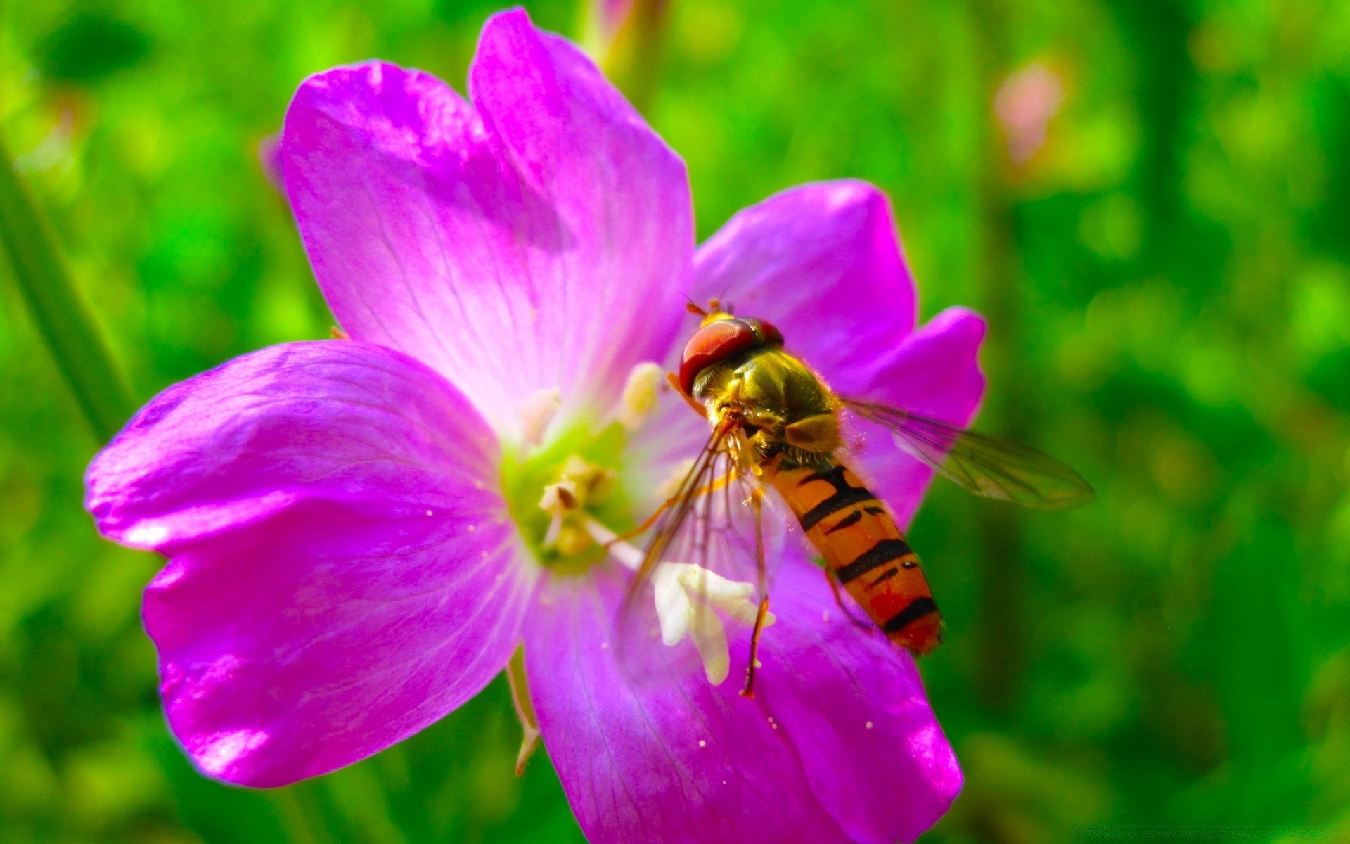 insectes nature fleur été insecte feuille flore jardin pollen lumineux abeille pétale