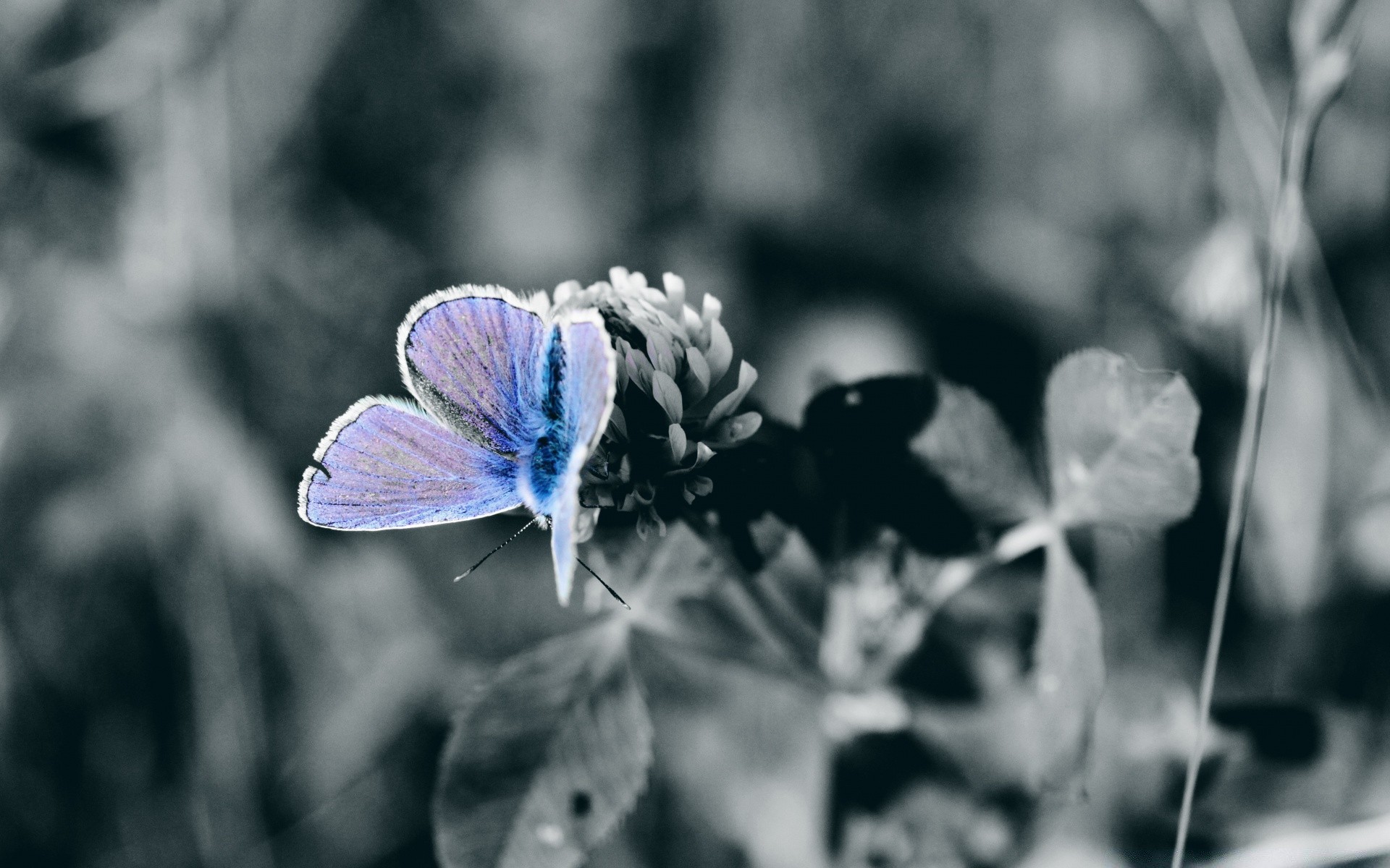 insekten natur blume schmetterling sommer blatt flora garten farbe schön im freien hell schließen licht insekt blumen gras