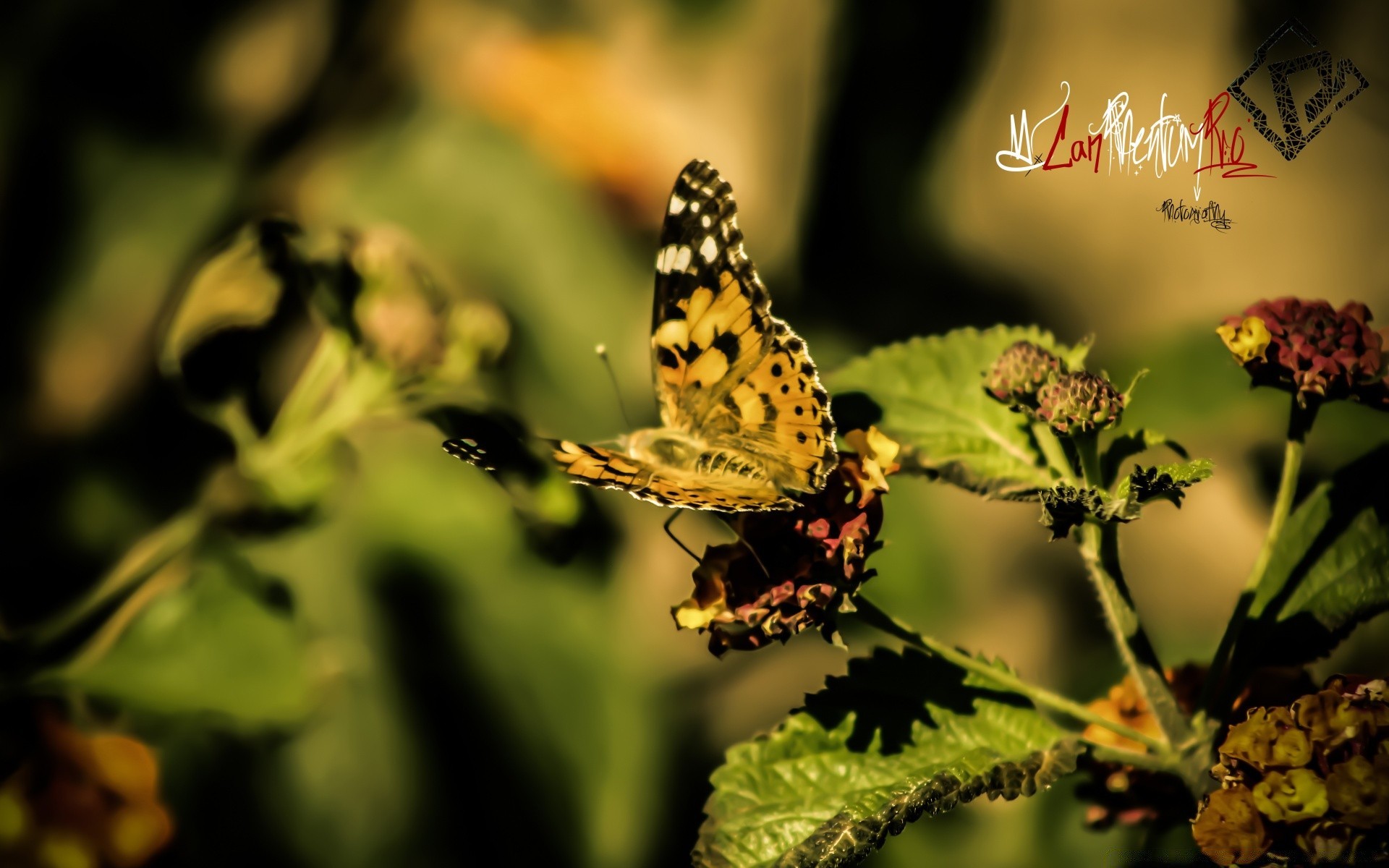 insectes papillon nature insecte à l extérieur feuille été la faune fleur invertébrés jardin flore délicat