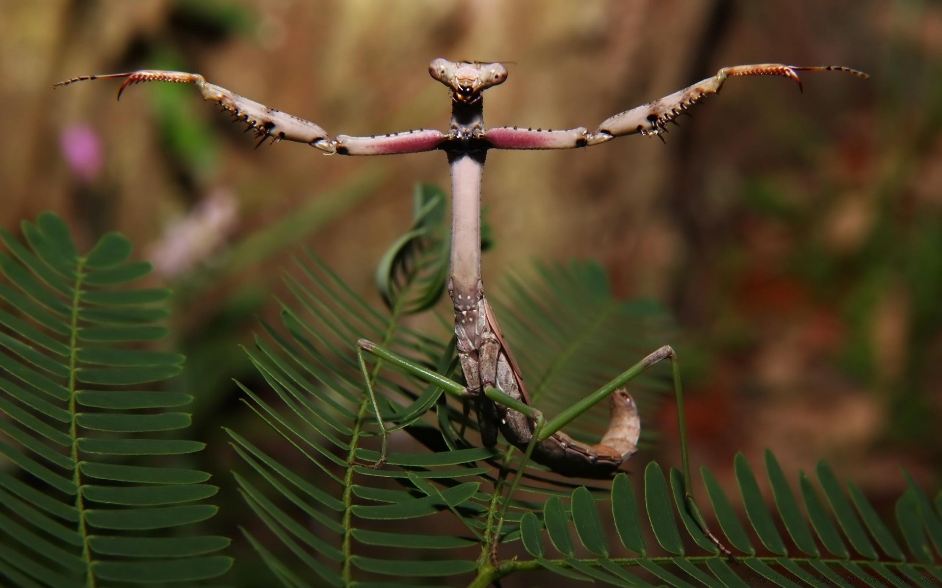 insetos folha natureza inseto invertebrados ao ar livre árvore flora vida selvagem pássaro crescimento