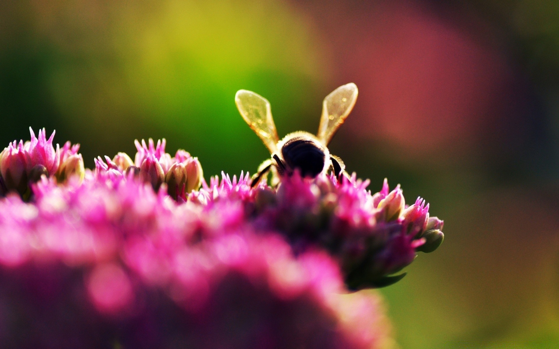 insectes nature fleur insecte jardin été flore feuille à l extérieur couleur gros plan papillon flou sauvage belle pétale herbe lumineux bluming