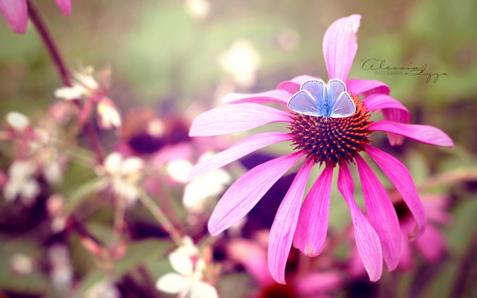 insects nature flora flower garden summer close-up leaf blooming outdoors petal floral color beautiful bright perennial field botanical wild growth