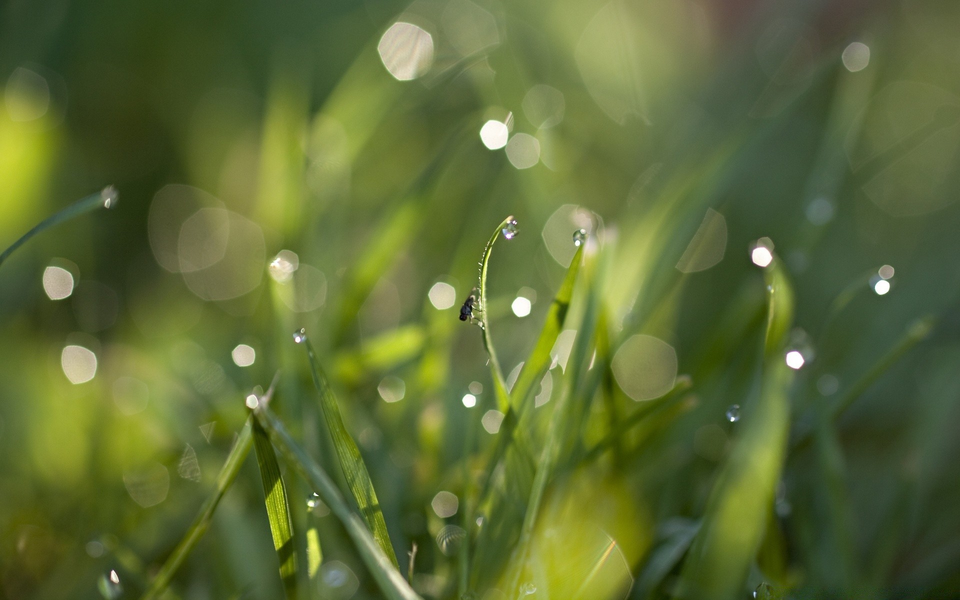 insekten tau regen tropfen tropfen natur blatt garten flora dämmerung sauberkeit nass frische tropfen gras sommer rasen wachstum wasser üppig