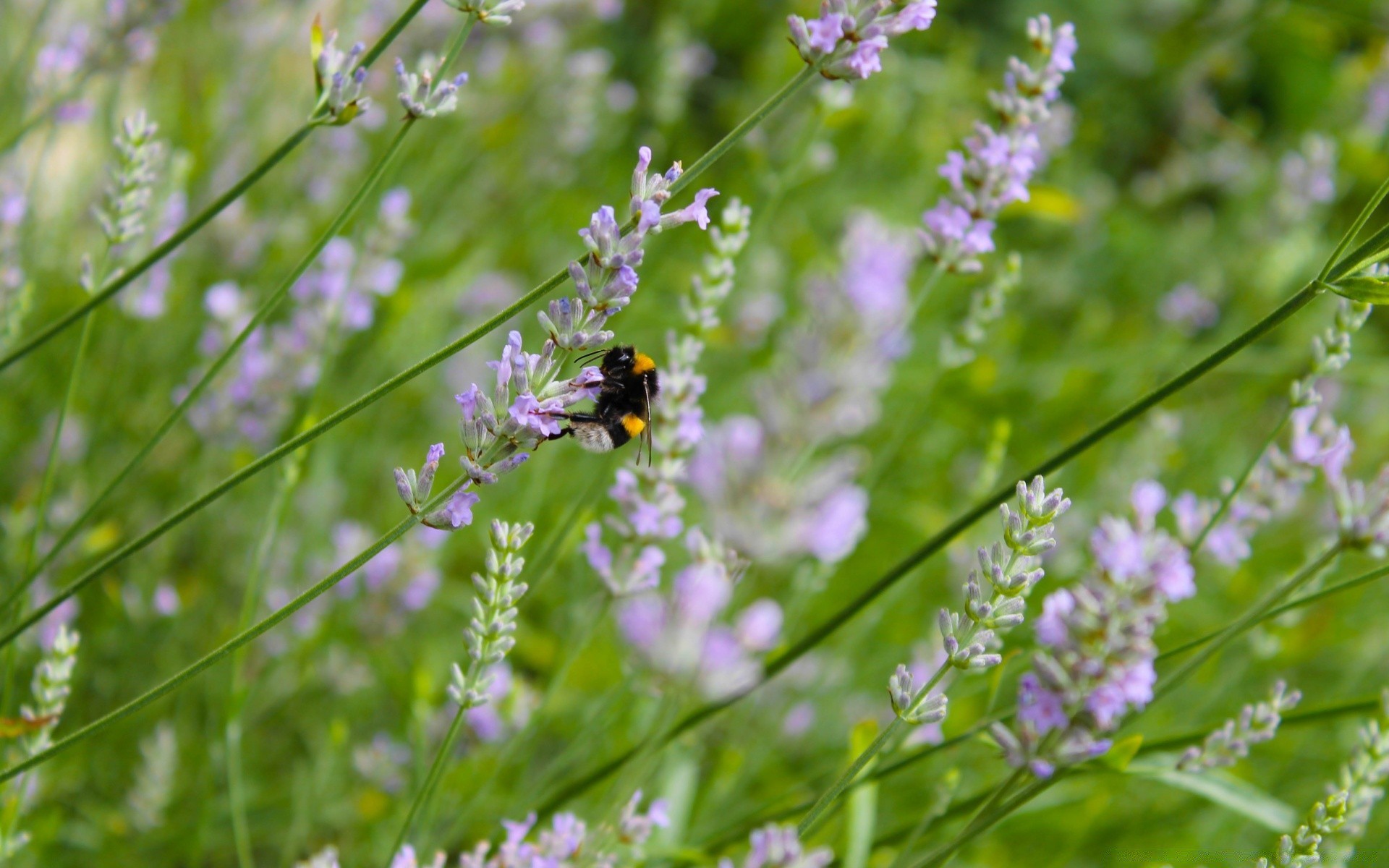 insectes nature fleur été flore feuille herbe jardin à base de plantes champ insecte sauvage herbe foin à l extérieur parfum gros plan bluming beau temps rural