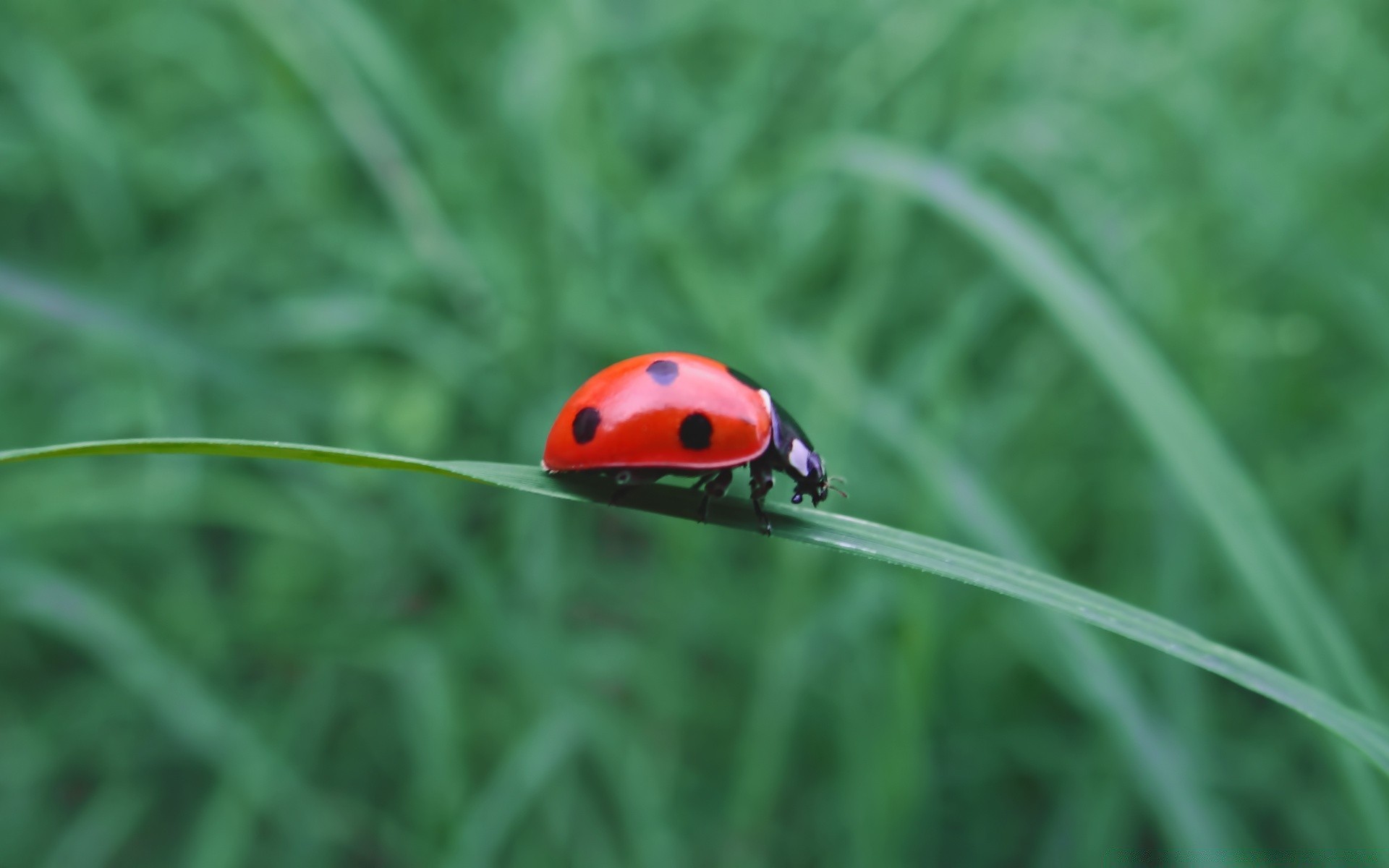 insectes herbe coccinelle flore été nature feuille jardin insecte croissance biologie environnement foin lame coléoptère pelouse harmonie écologie lumineux environnement