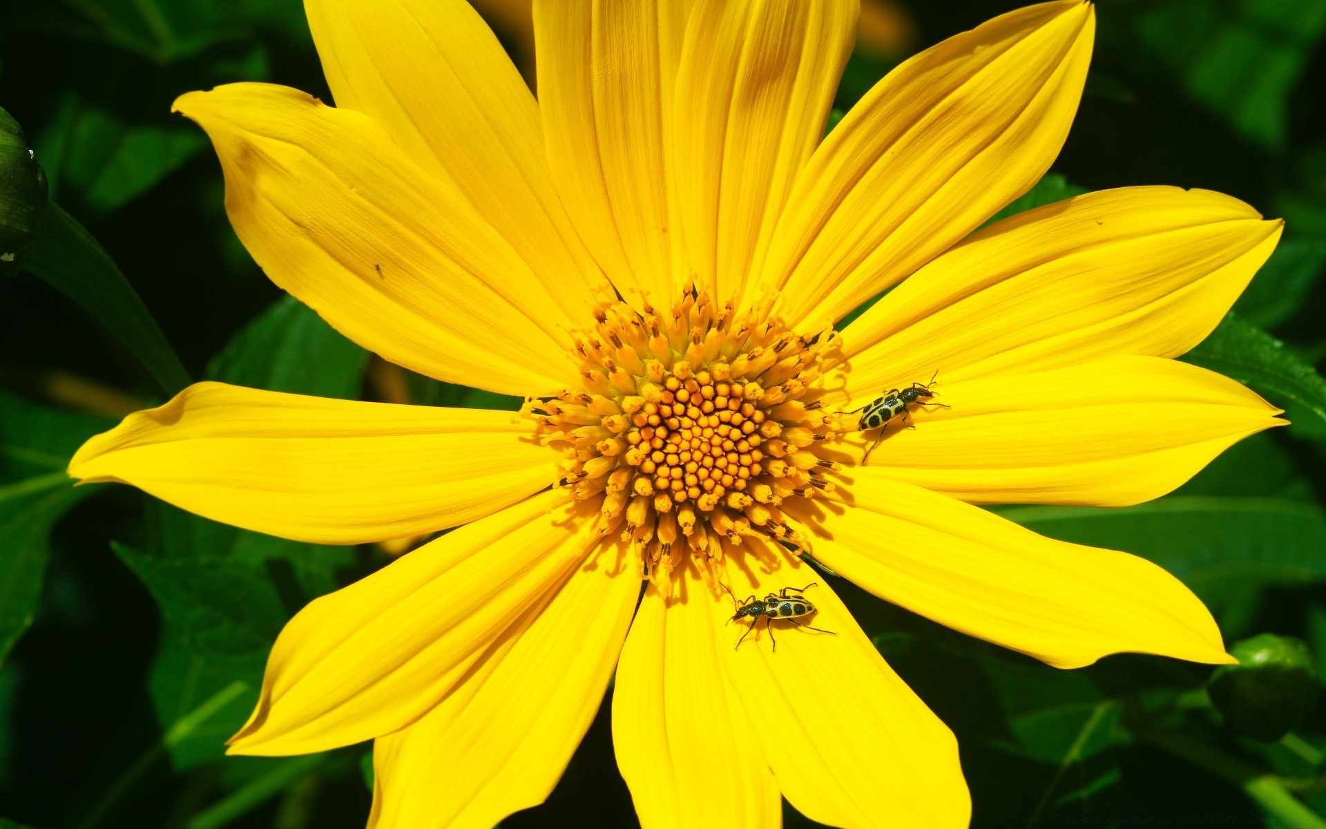 insectes nature flore fleur été feuille jardin lumineux croissance pétale floral couleur bluming beau pollen