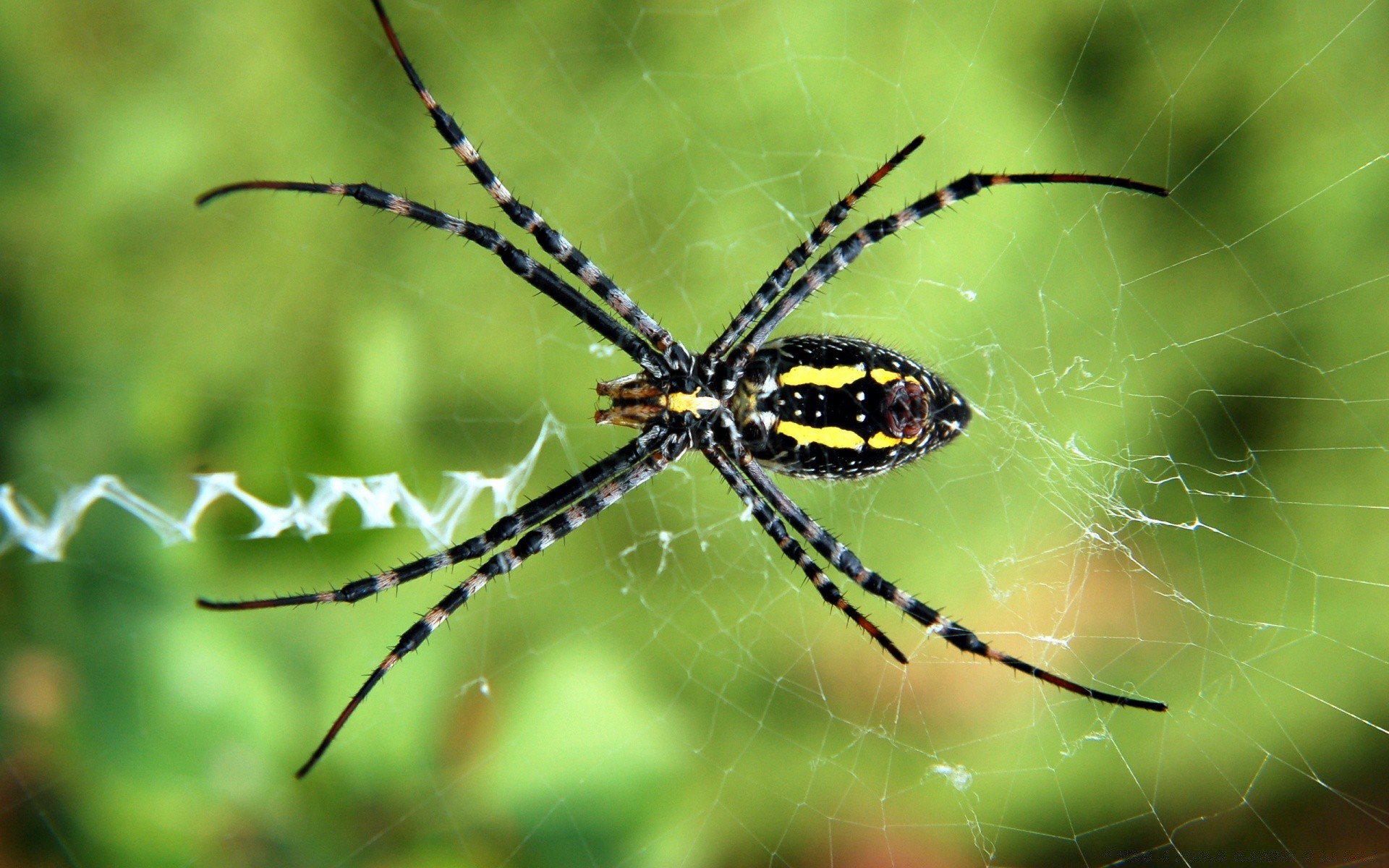 insectes araignée arachnide insecte toile d araignée toile d araignée piège web creepy nature effrayant animal phobie la faune poilu invertébrés peur poison bureau gros plan