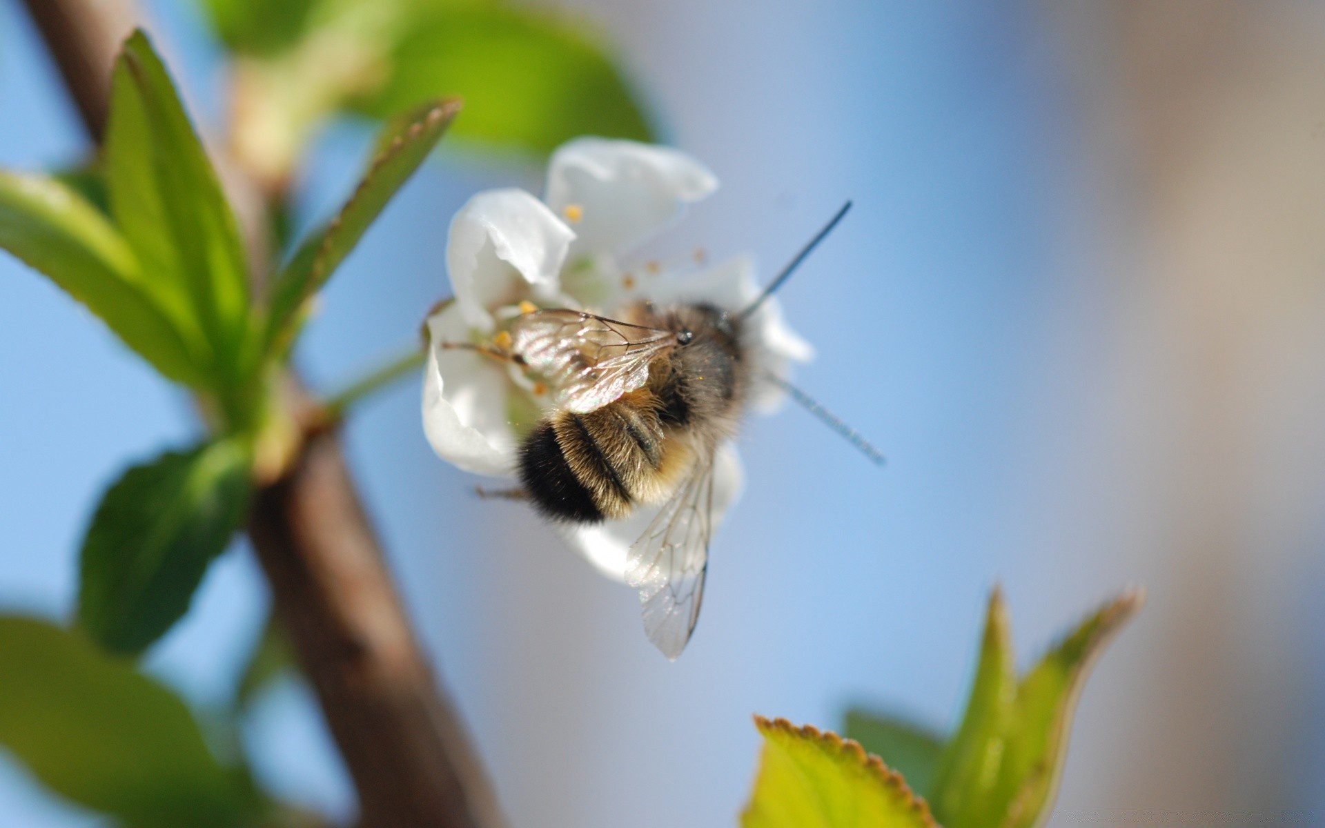 owady owad natura pszczoła kwiat na zewnątrz liść pyłek lato zapylanie miód flora rozmycie