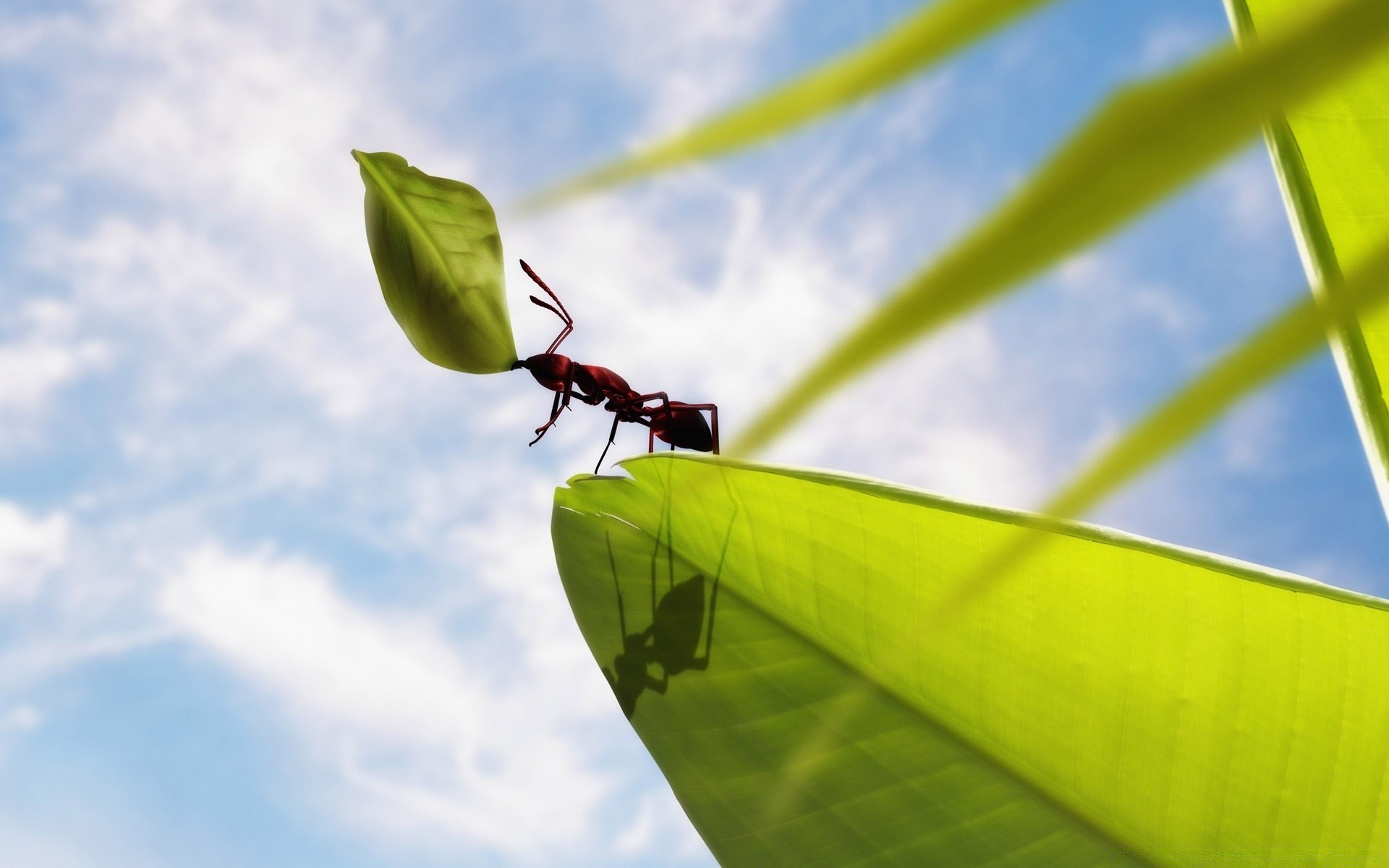 insects nature insect leaf growth outdoors flora summer environment biology sky