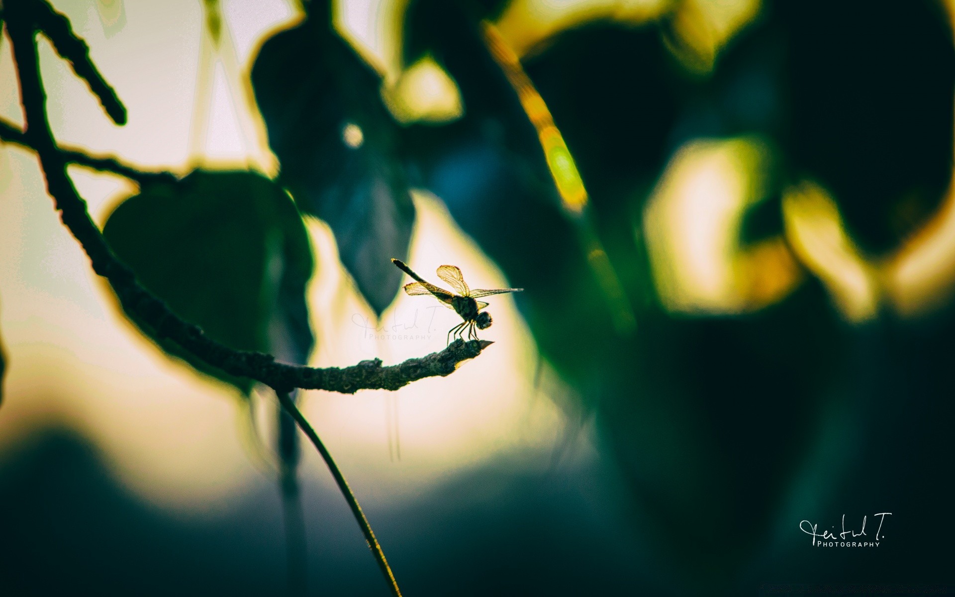 insects insect leaf nature blur flora outdoors light invertebrate wildlife