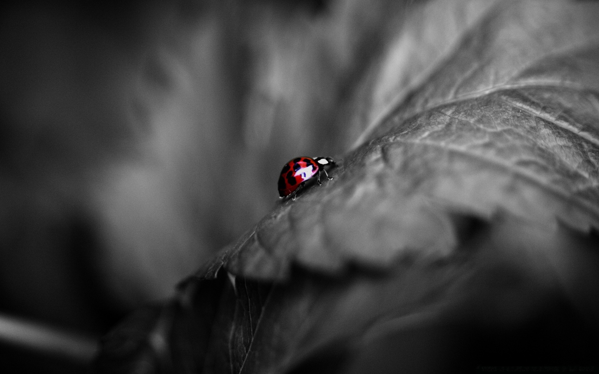 insectes insecte monochrome coccinelle araignée pluie dof nature beetle lumière flou sombre feuille un