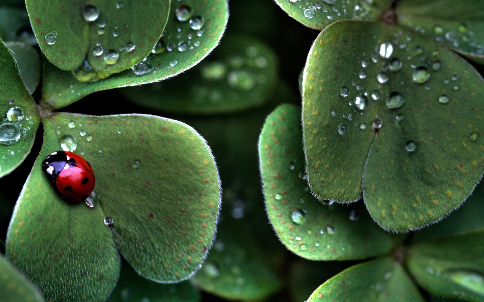 insects leaf flora nature rain drop dew garden environment flower