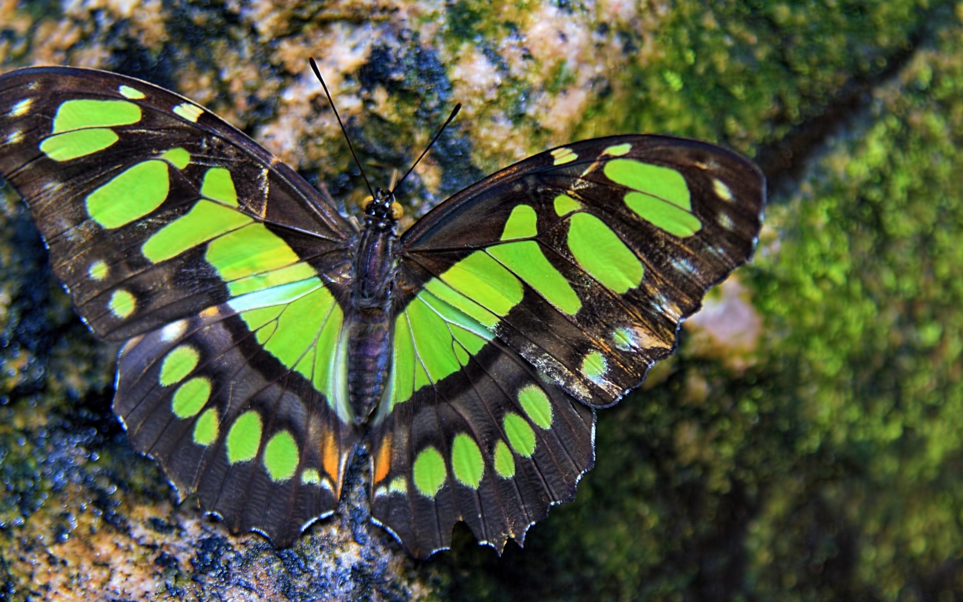 insetos borboleta inseto natureza asa vida selvagem invertebrados animal ao ar livre verão cor lepidoptera jardim bela voar ambiente flora biologia