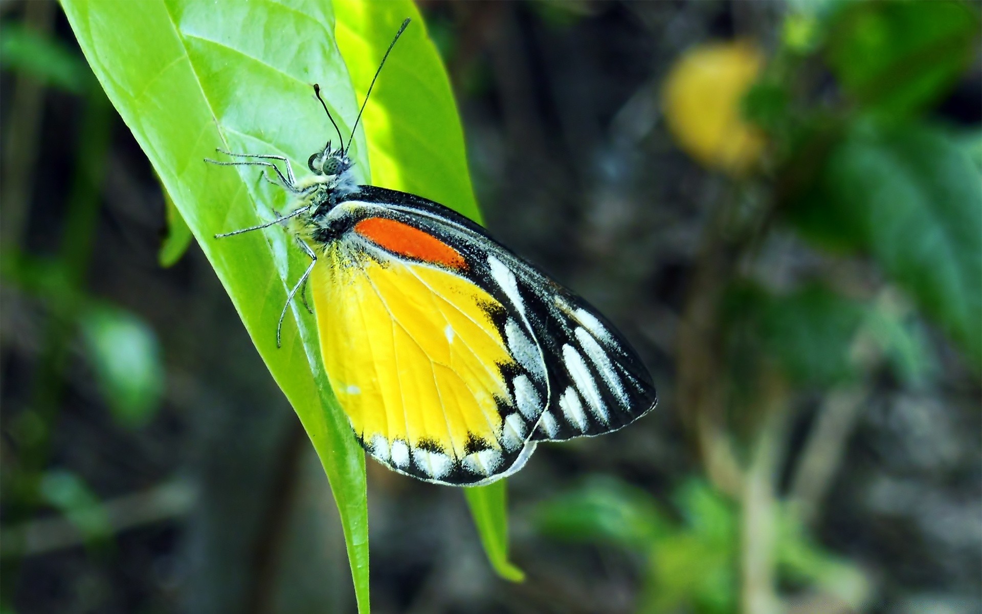 insetti natura farfalla insetto all aperto estate fauna selvatica ala foglia giardino animale flora piccolo selvaggio colore tropicale luminoso biologia primo piano invertebrati