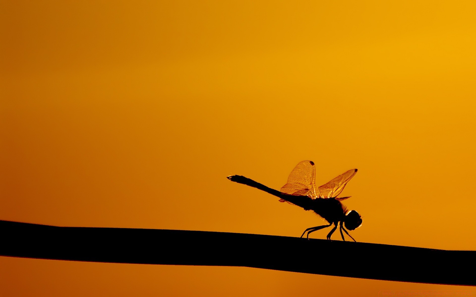 insetti tramonto silhouette illuminato volo insetto alba sole uccello cielo volare sera ala natura luce fauna selvatica