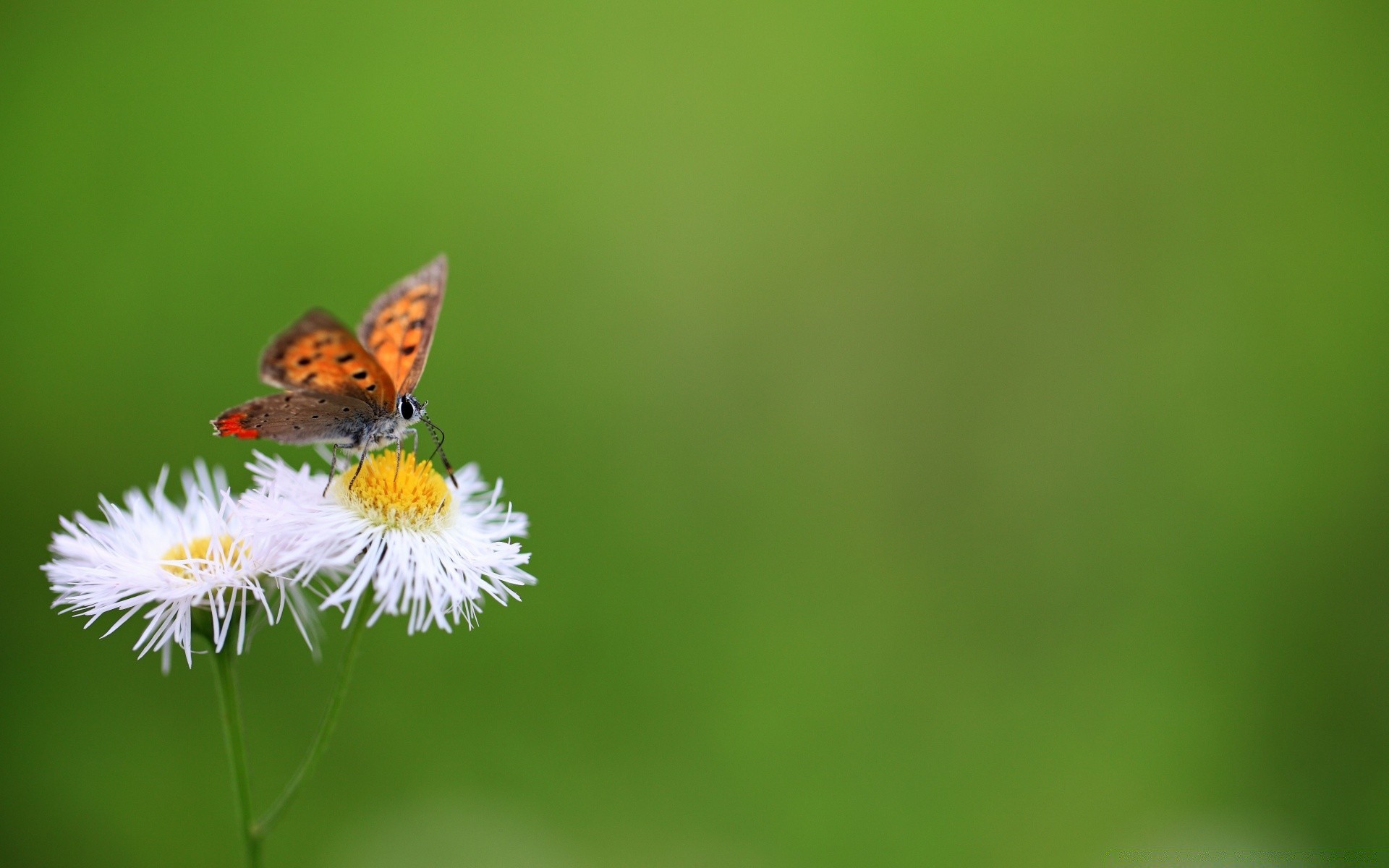 insects butterfly nature insect summer wildlife leaf bright grass outdoors little flora blur garden animal